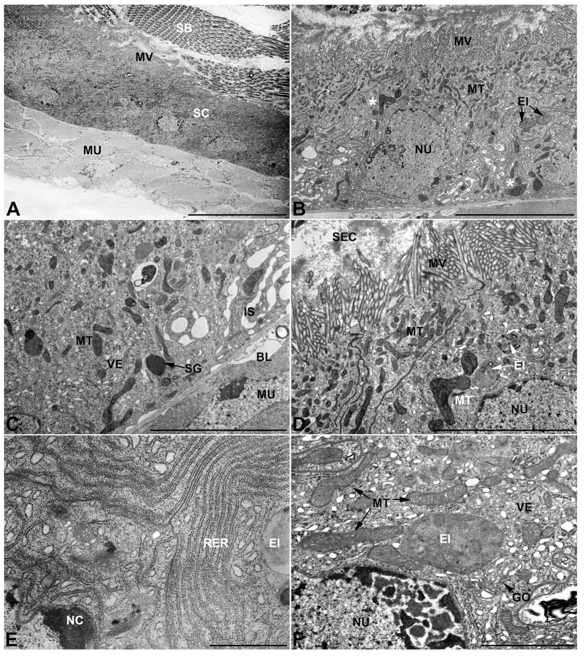 Insects 13 00132 g006