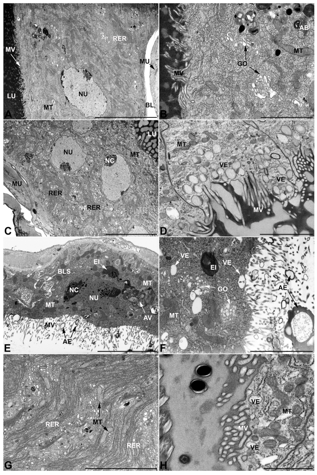 Insects 13 00132 g007