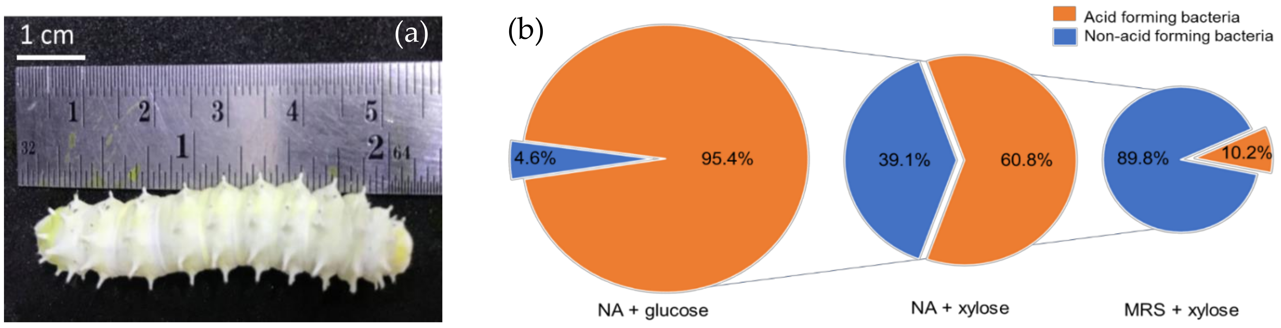 Insects 13 00136 g001