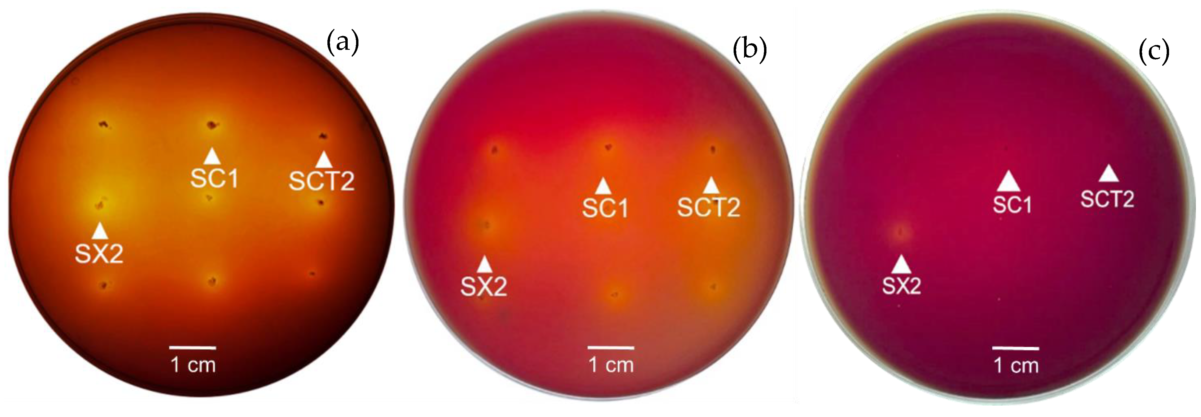 Insects 13 00136 g003