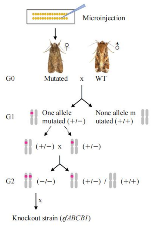 Insects 13 00137 g002