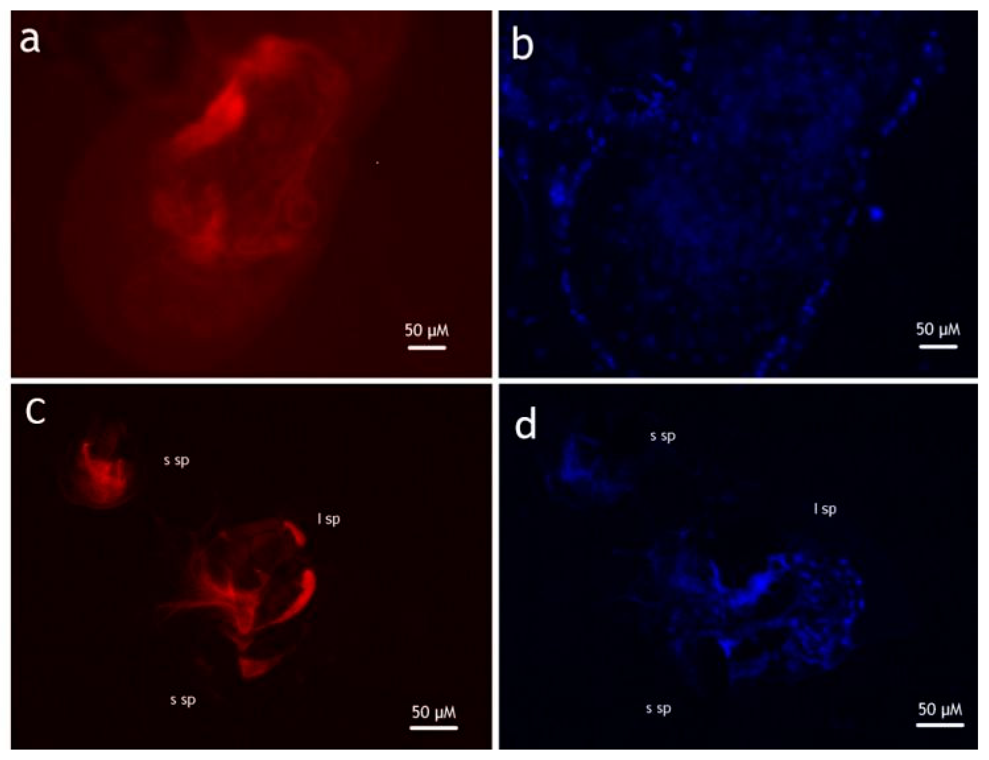 Insects 13 00146 g001