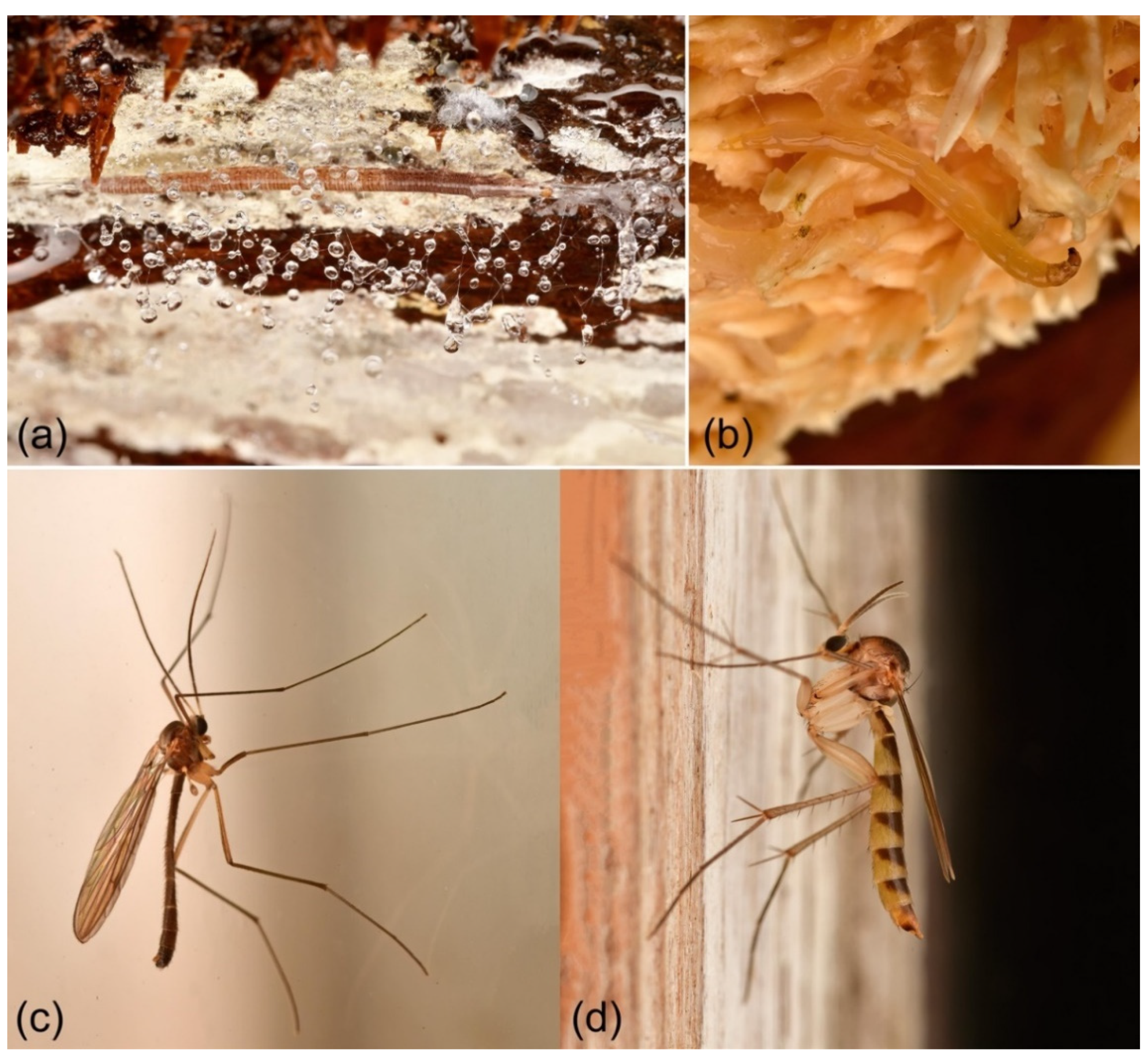 Insects 13 00147 g001