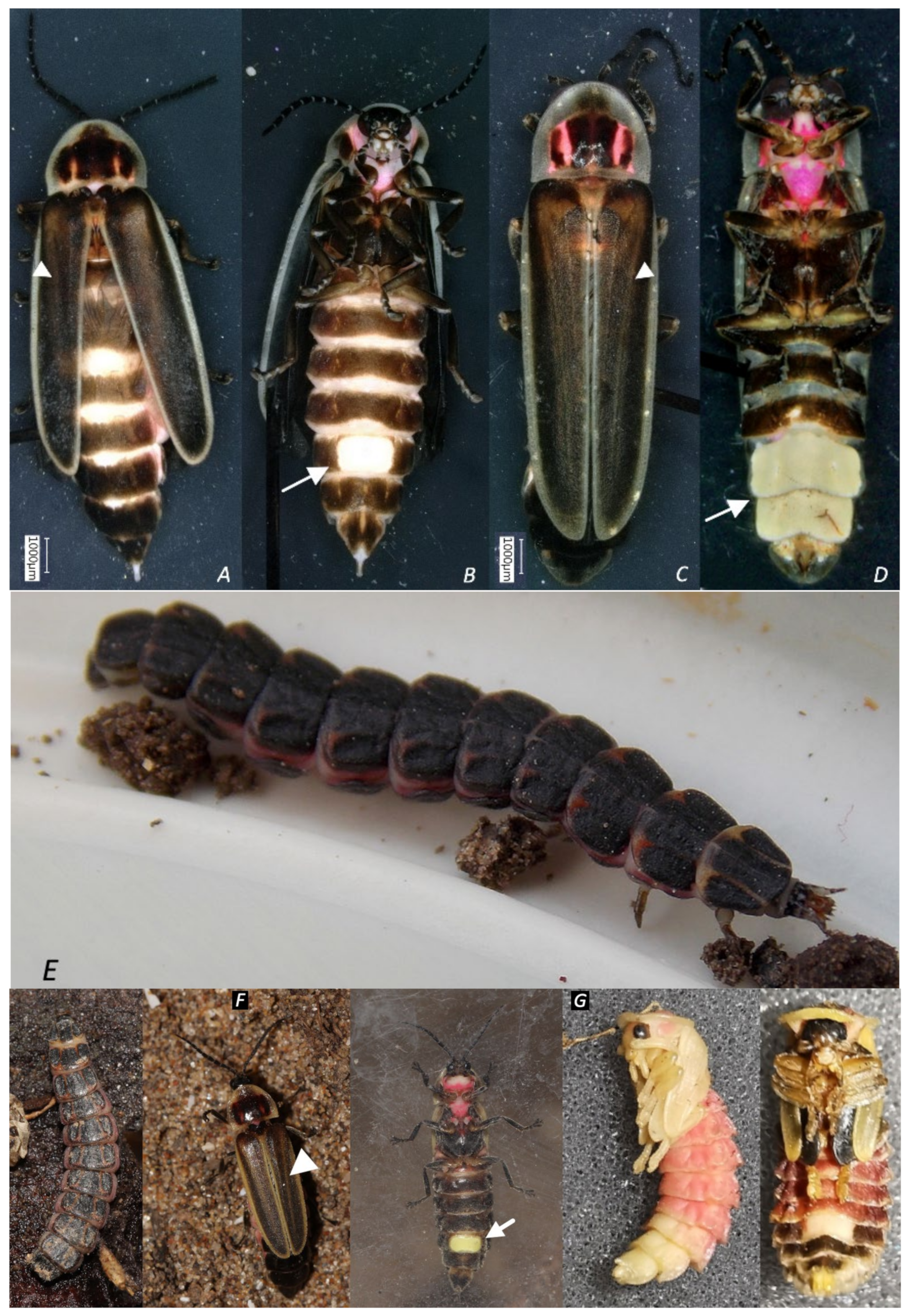 Insects 13 00148 g007