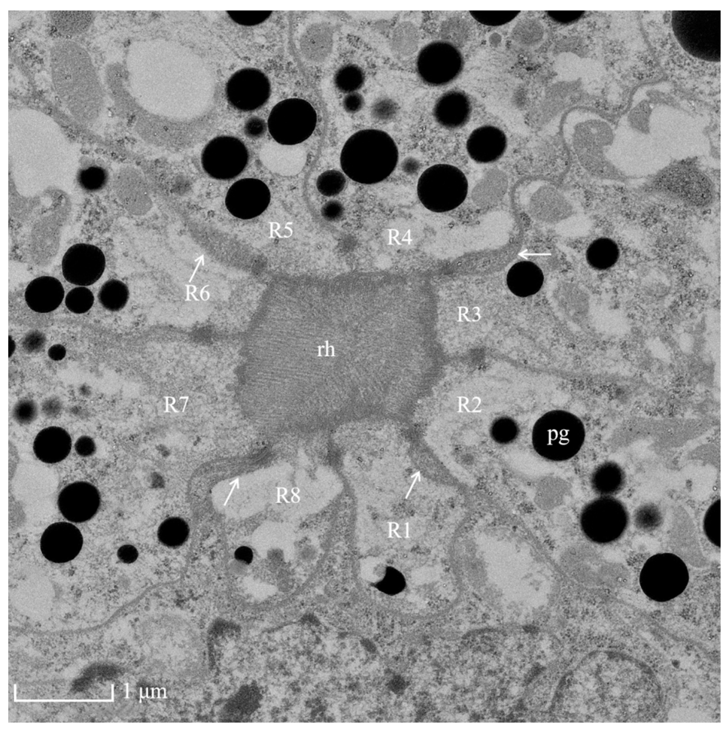 Insects 13 00152 g004