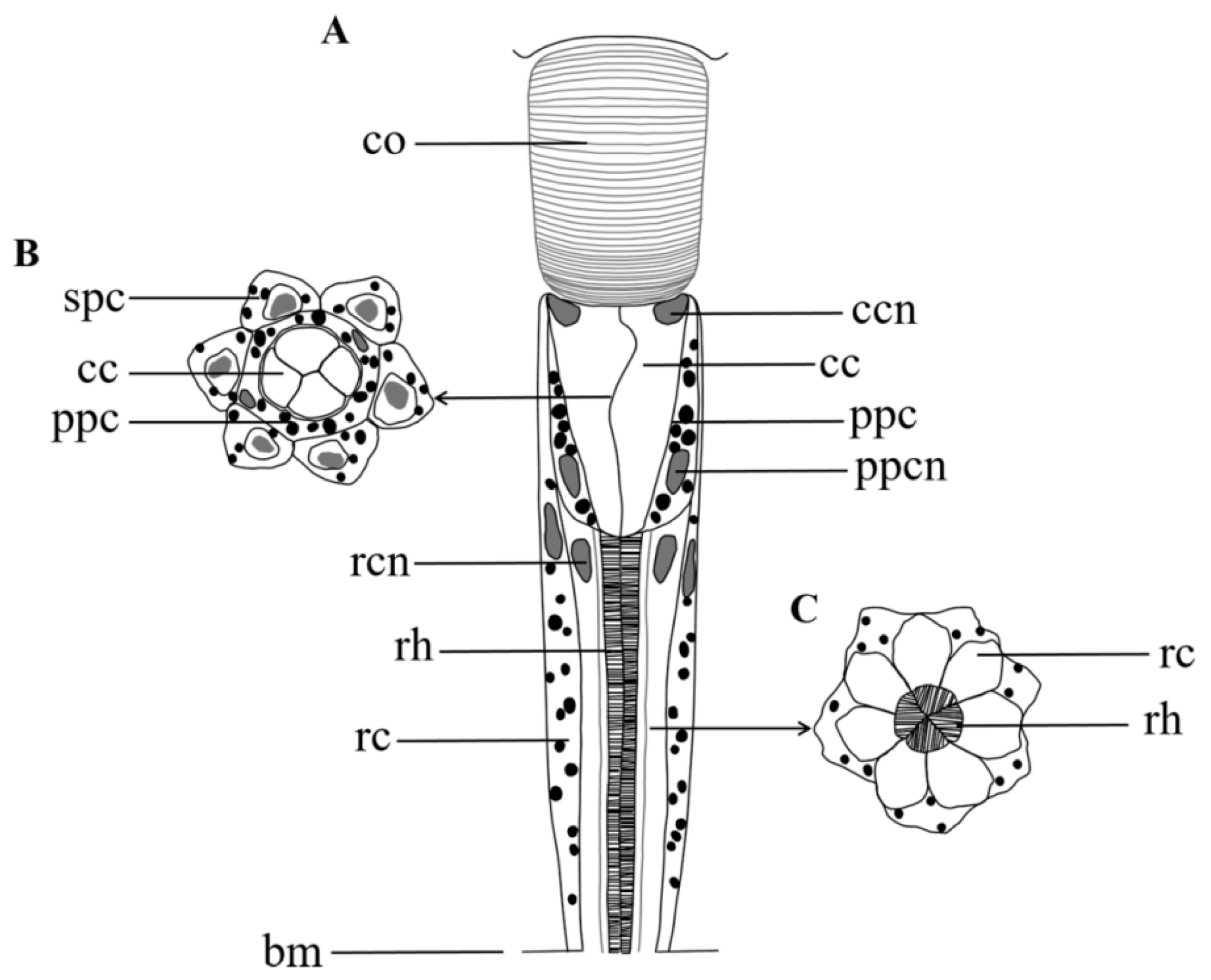Insects 13 00152 g006