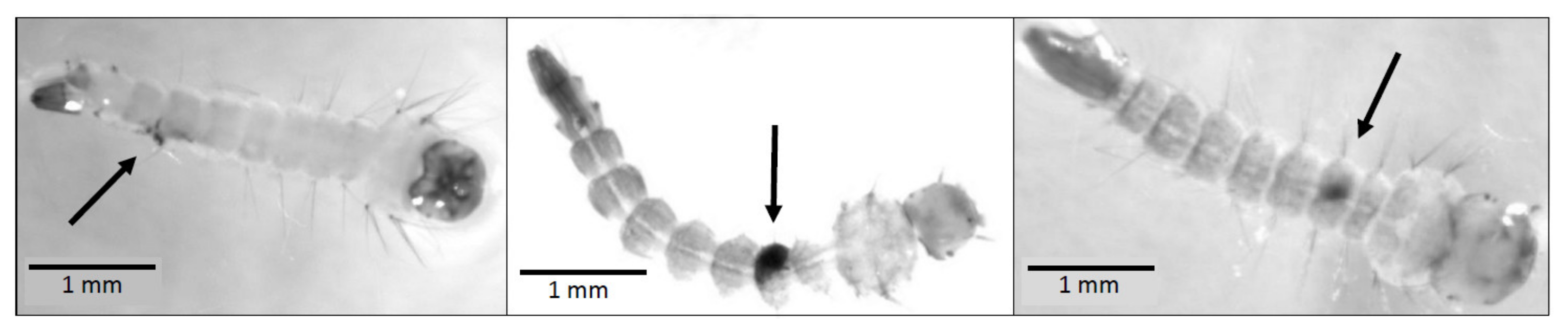 Insects 13 00155 g002