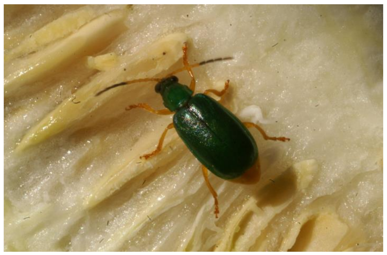 Insects 13 00156 g001