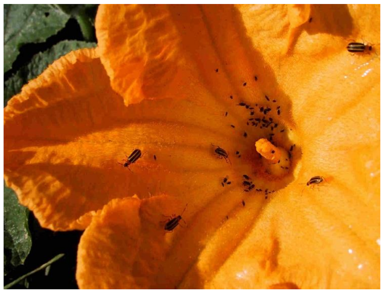 Insects 13 00156 g002