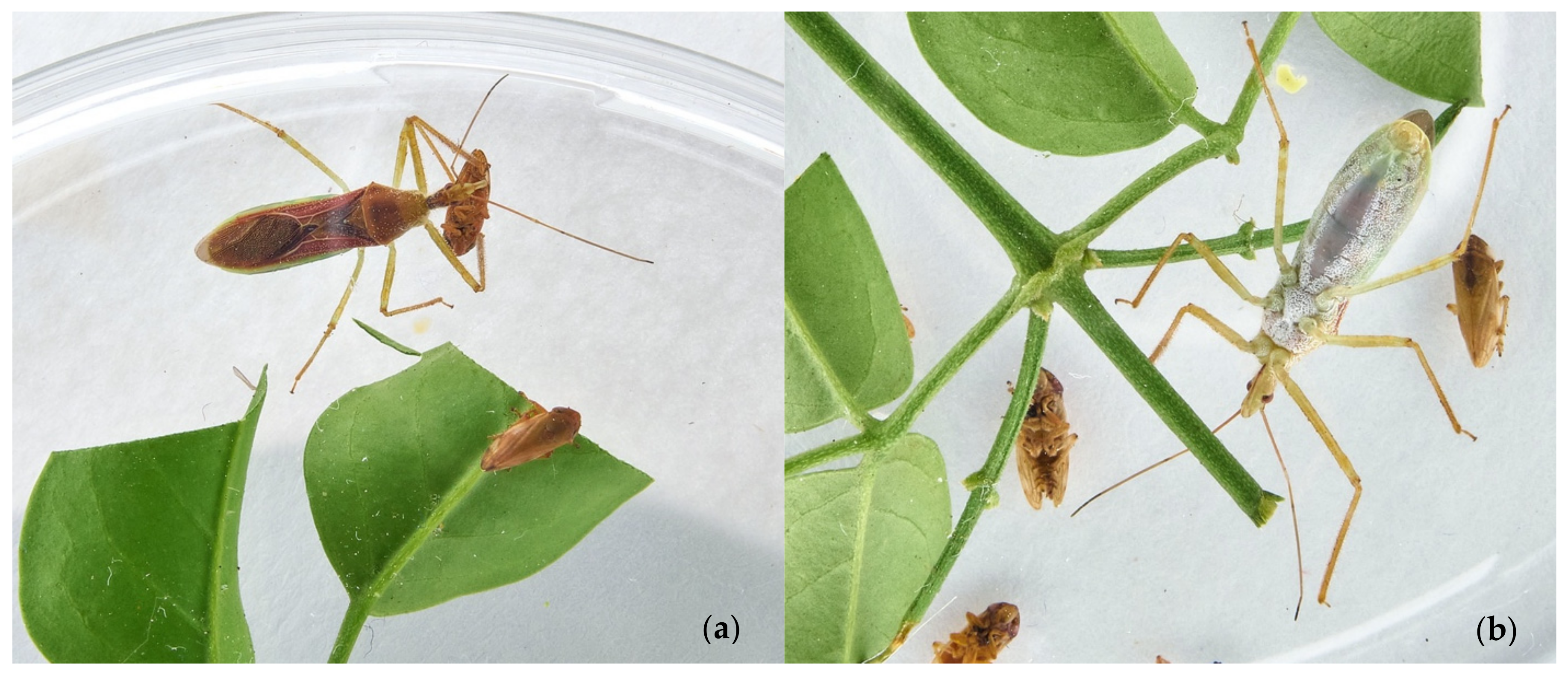 Insects 13 00158 g002