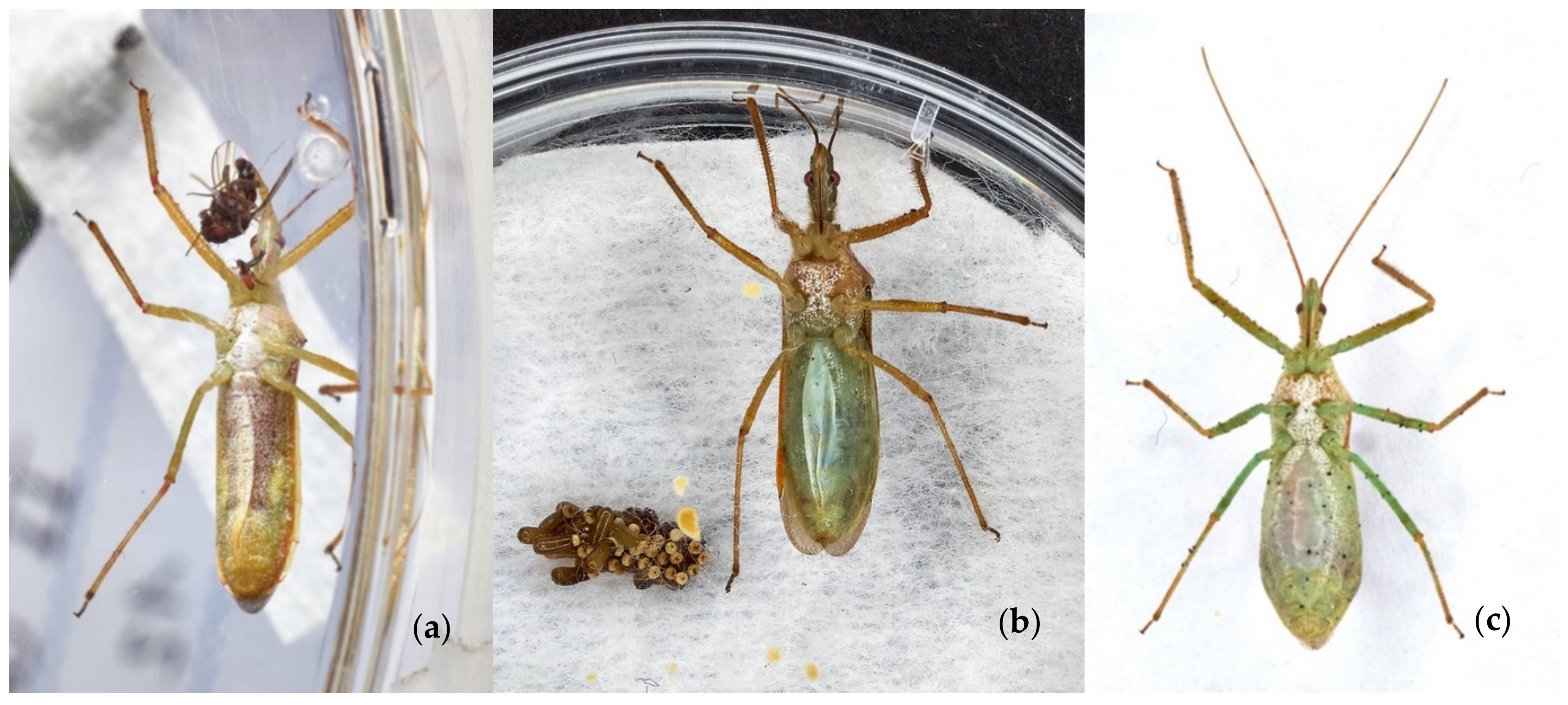 Insects 13 00158 g004