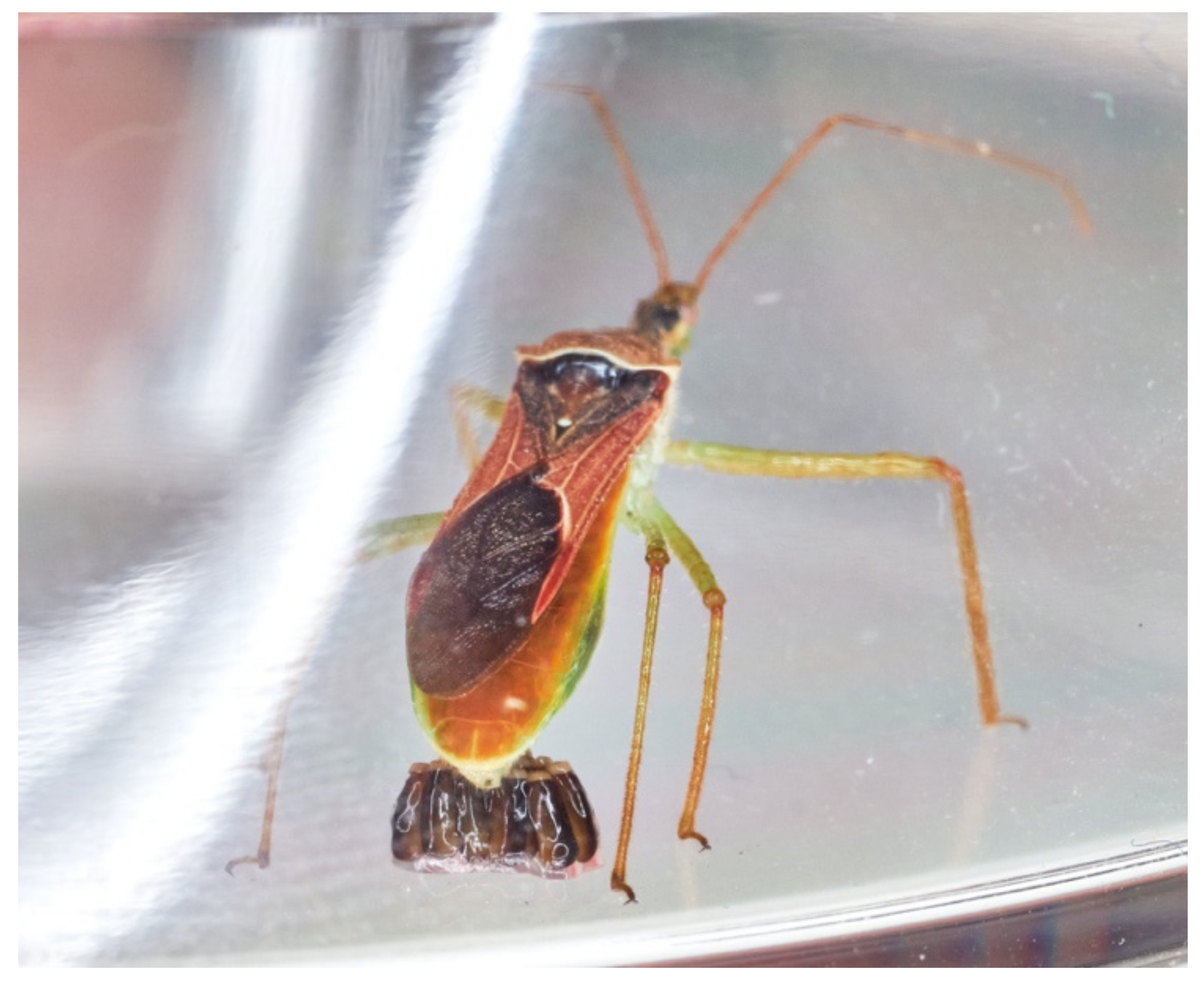 Insects 13 00158 g005