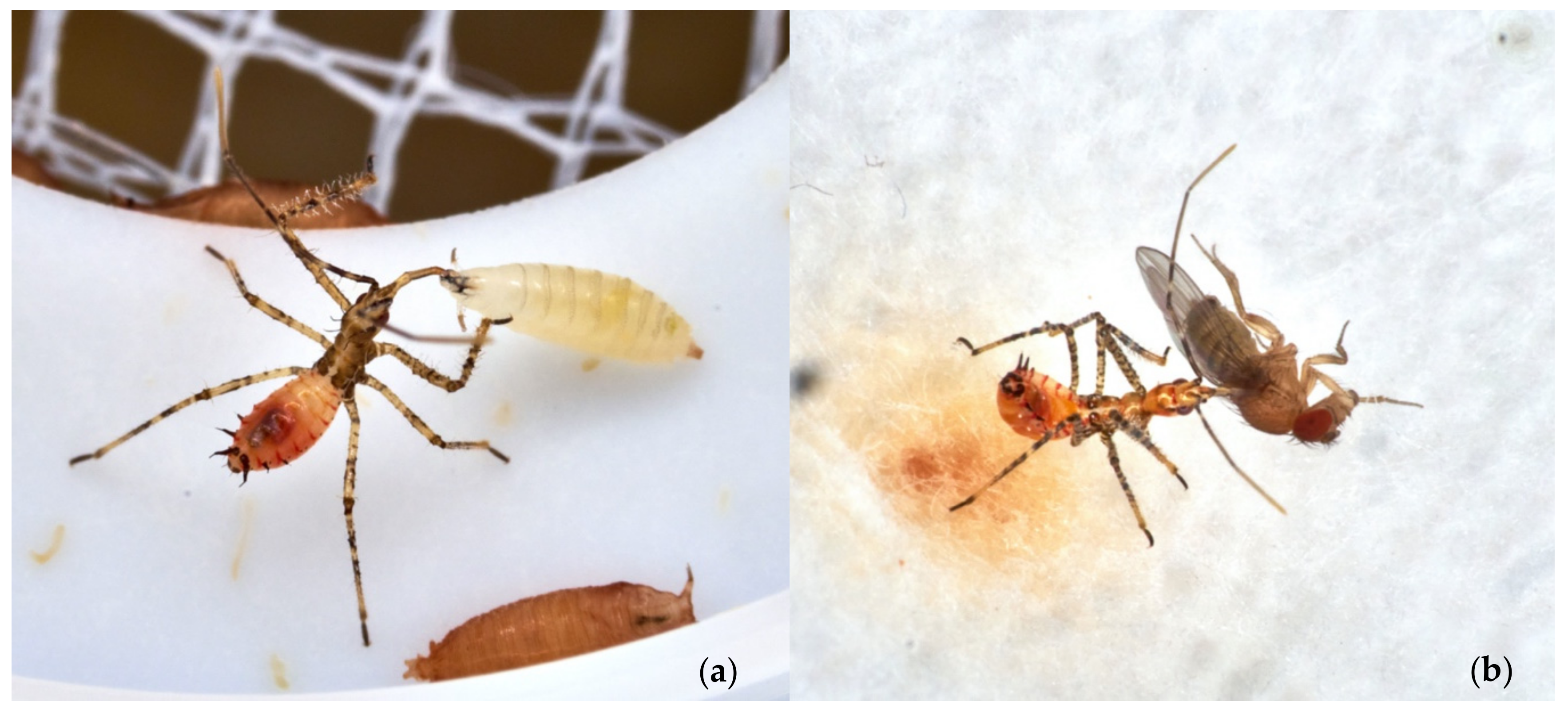 Insects 13 00158 g008