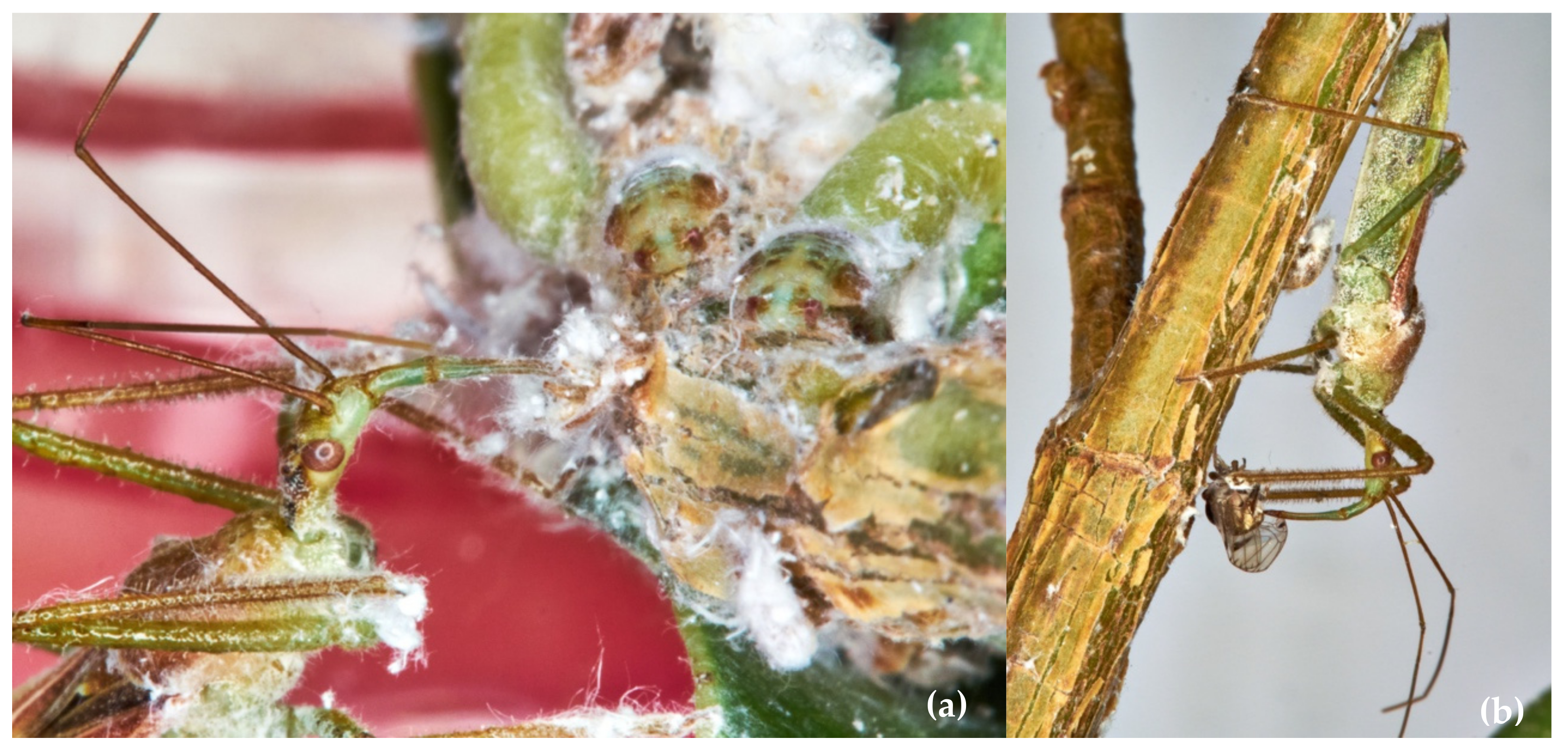 Insects 13 00158 g009