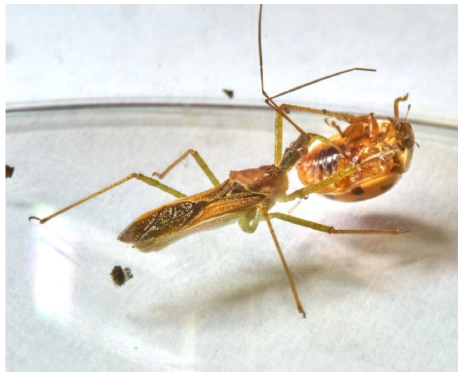 Insects 13 00158 g013