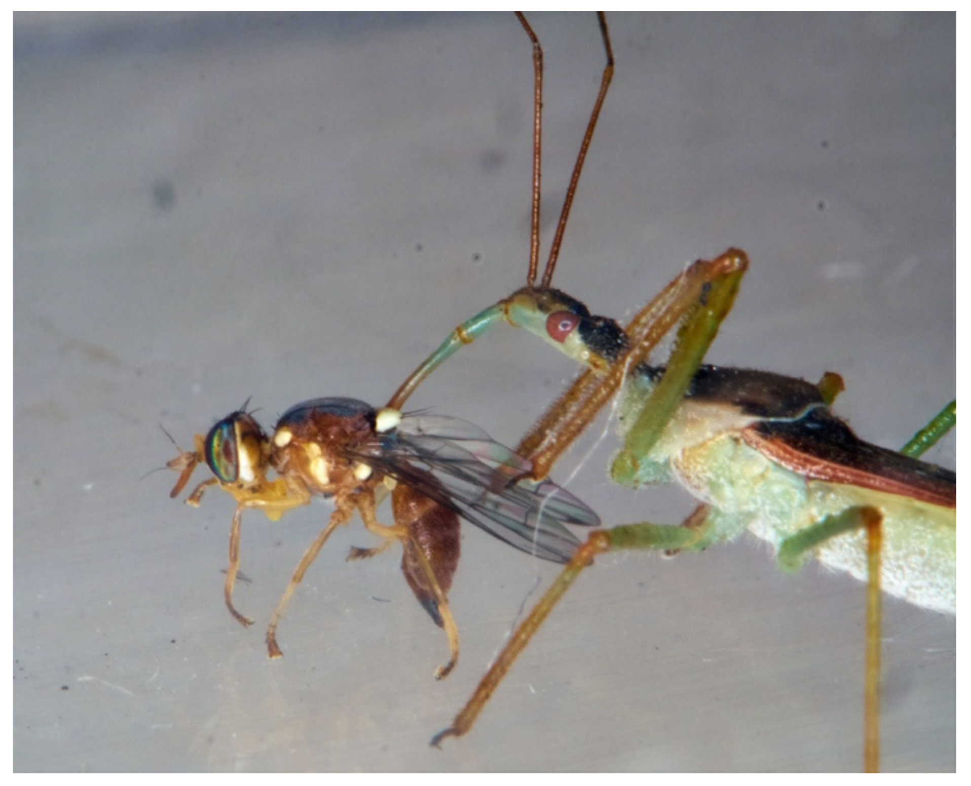 Insects 13 00158 g014