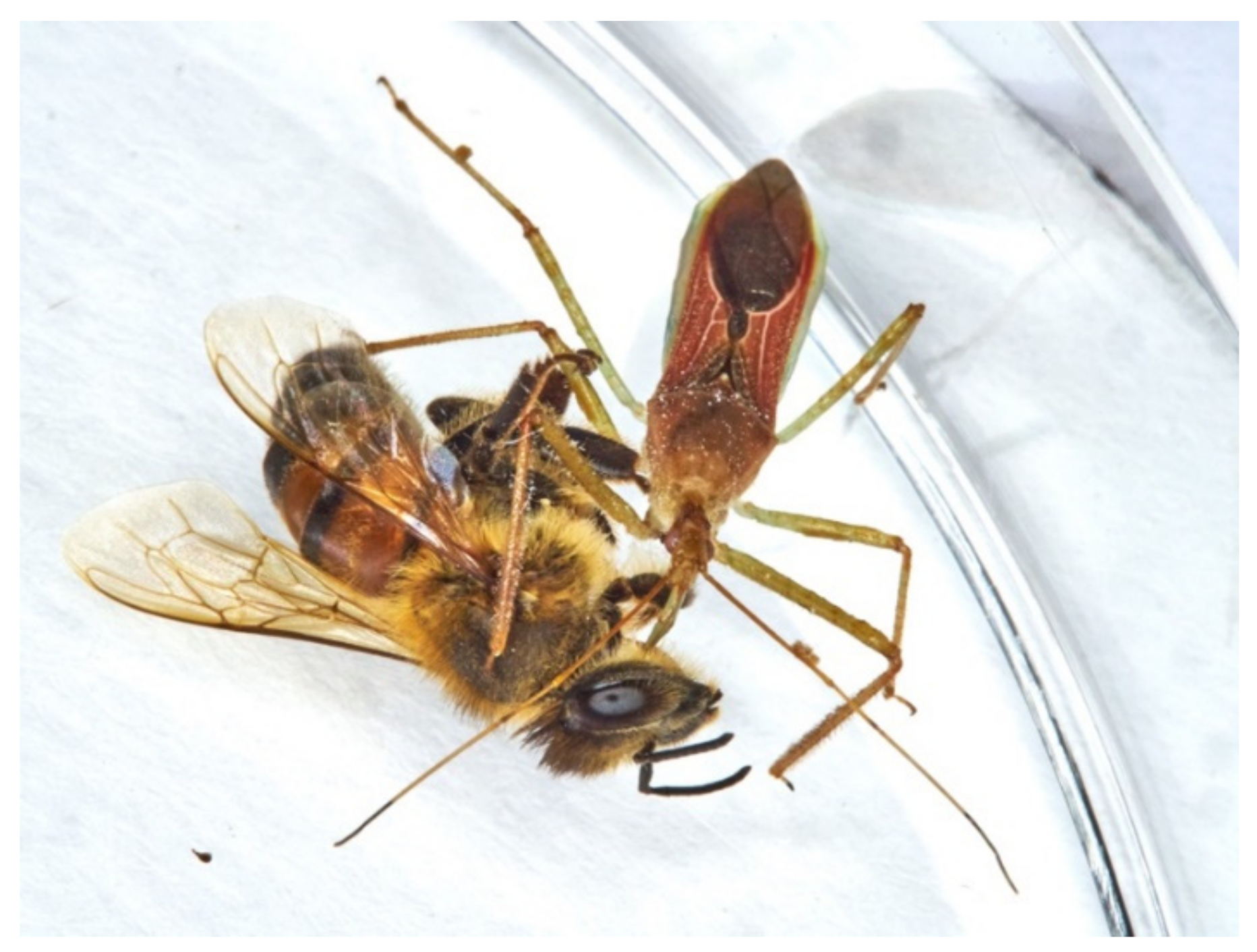 Insects 13 00158 g018