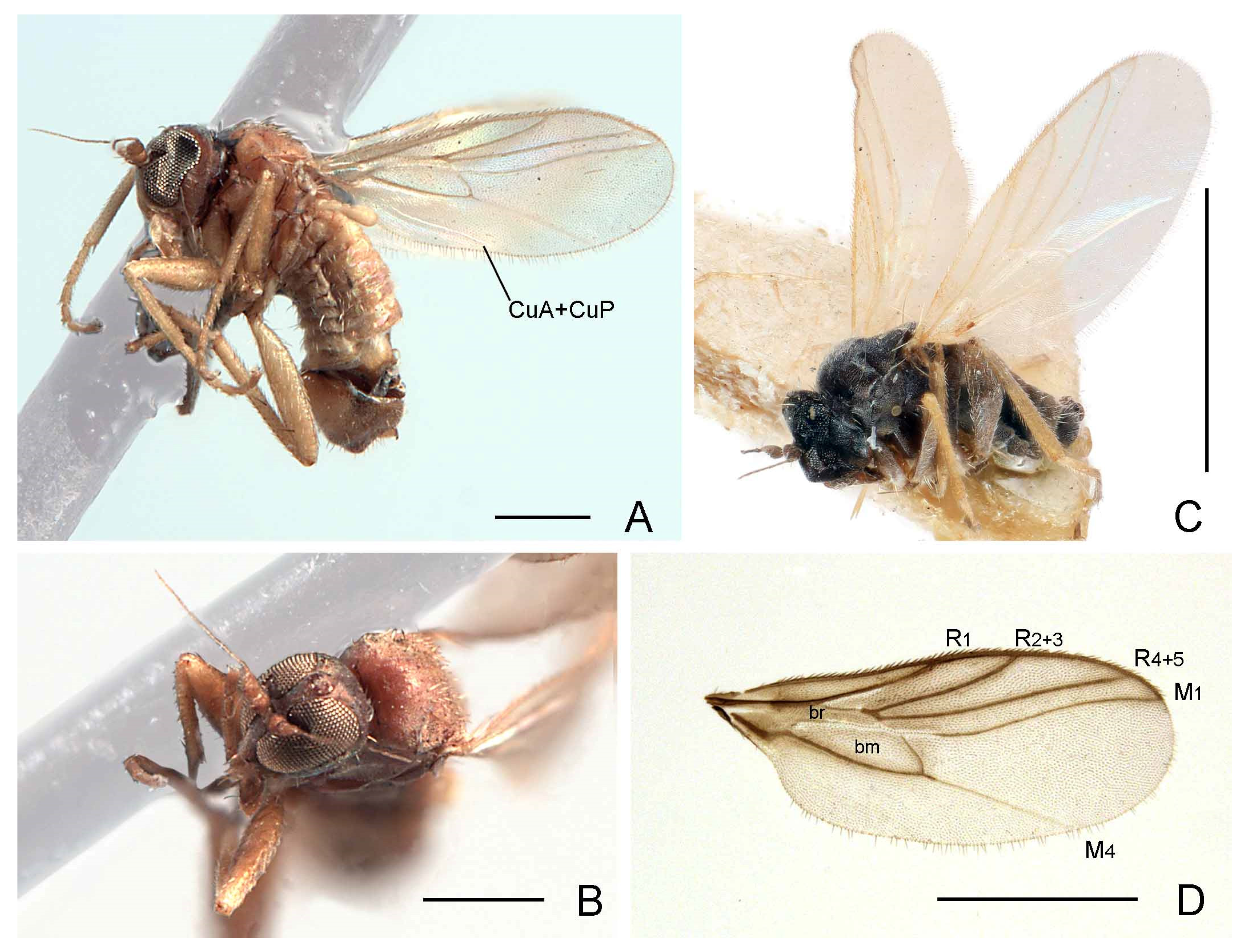 Insects 13 00171 g001