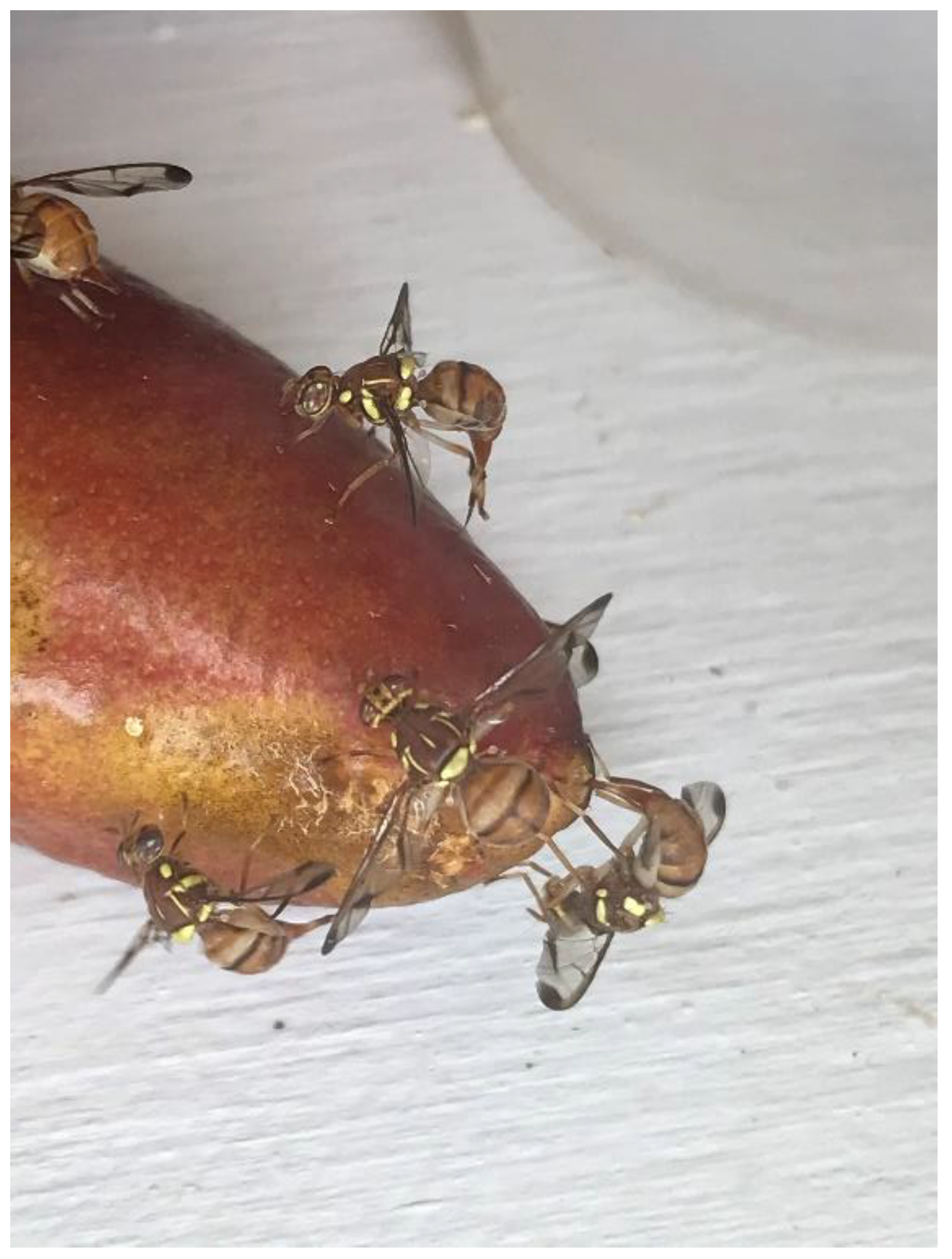 Insects 13 00177 g002