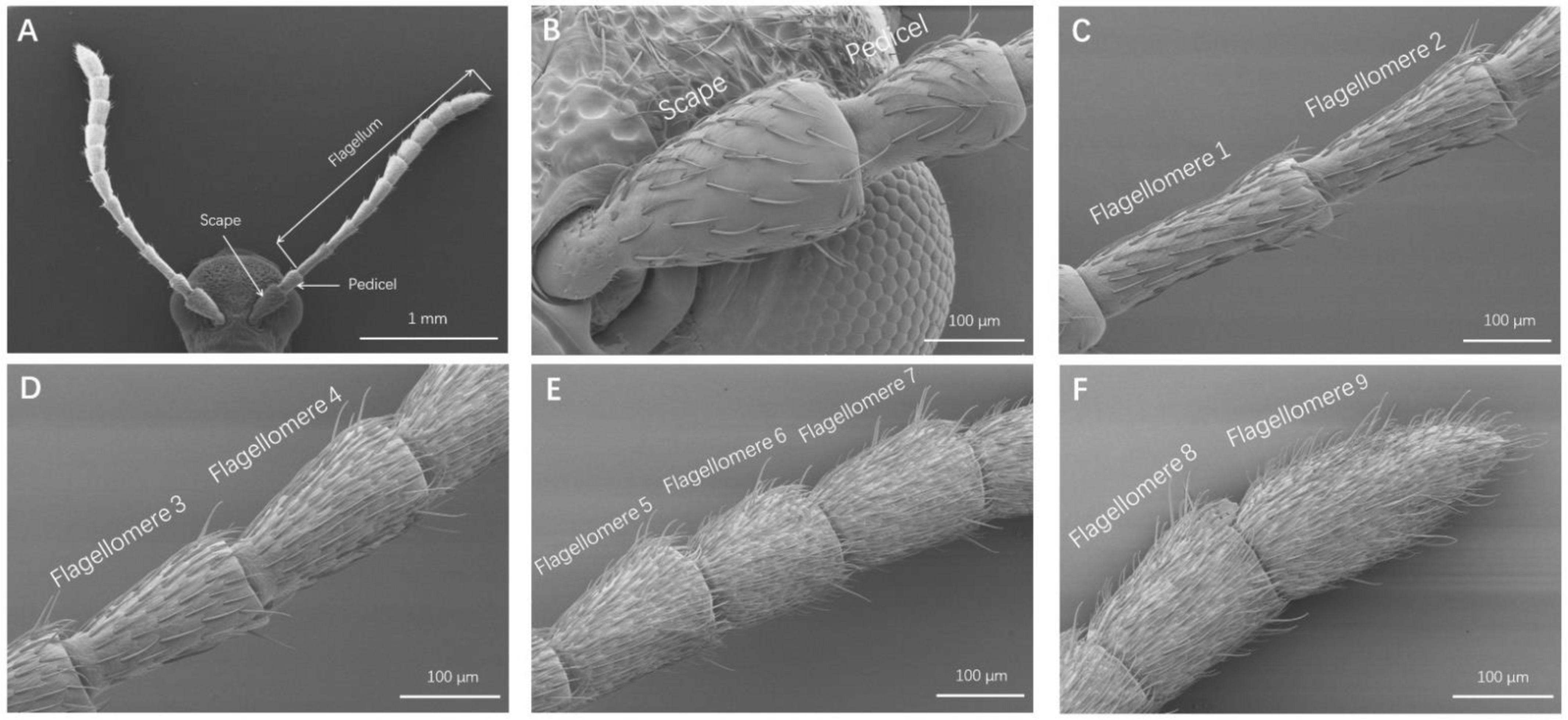 Insects 13 00183 g001