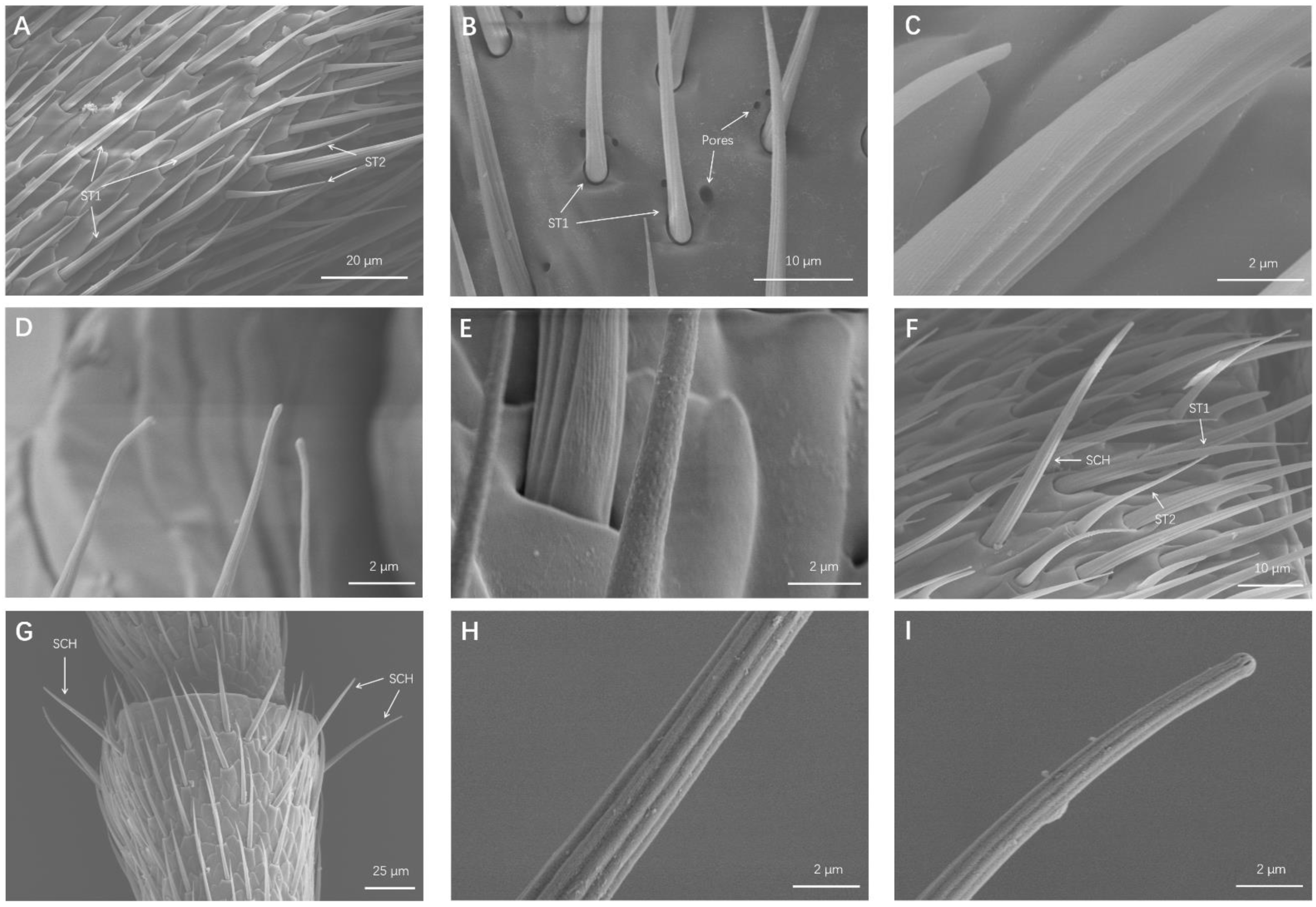 Insects 13 00183 g002