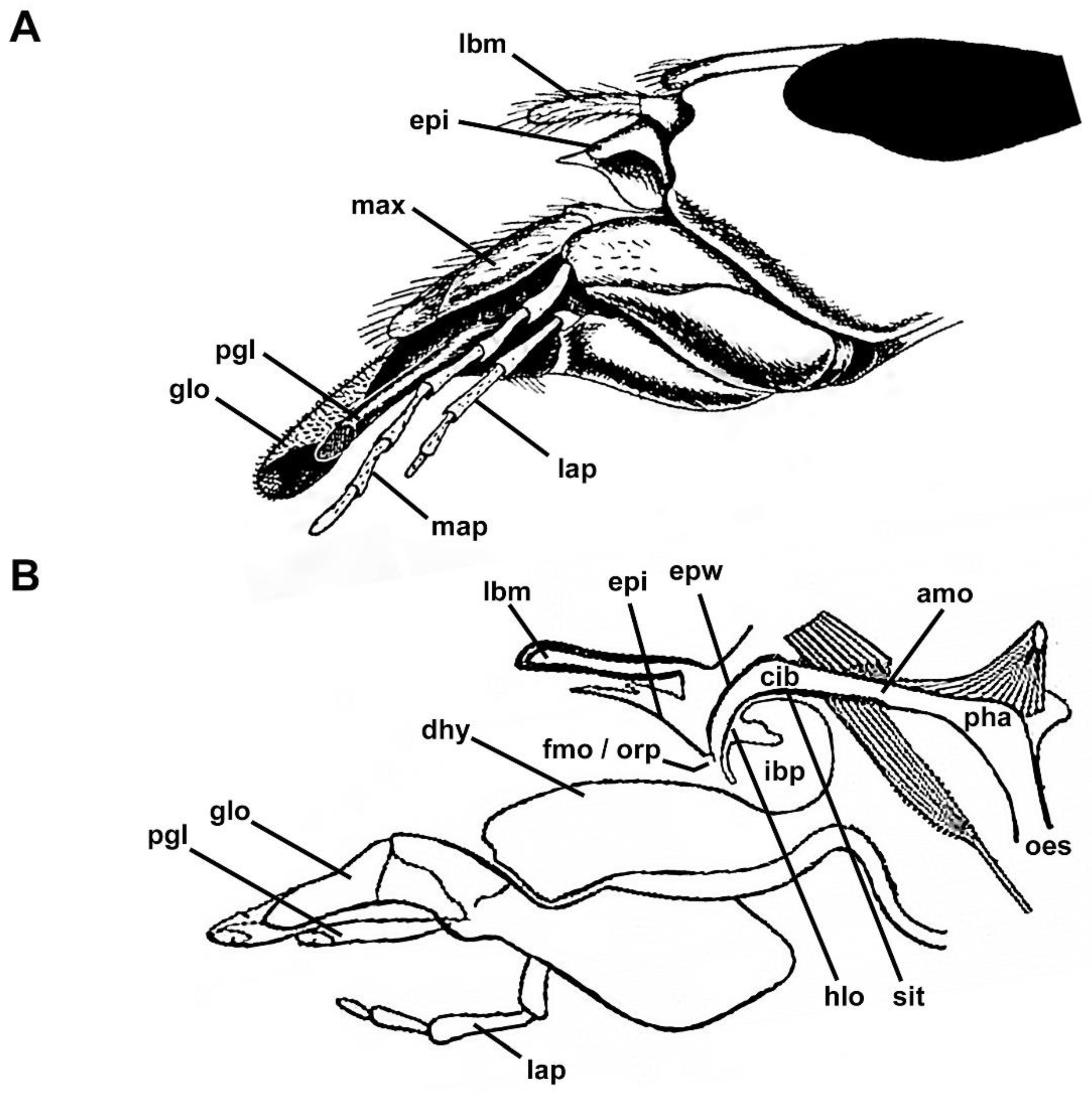 Insects 13 00185 g001