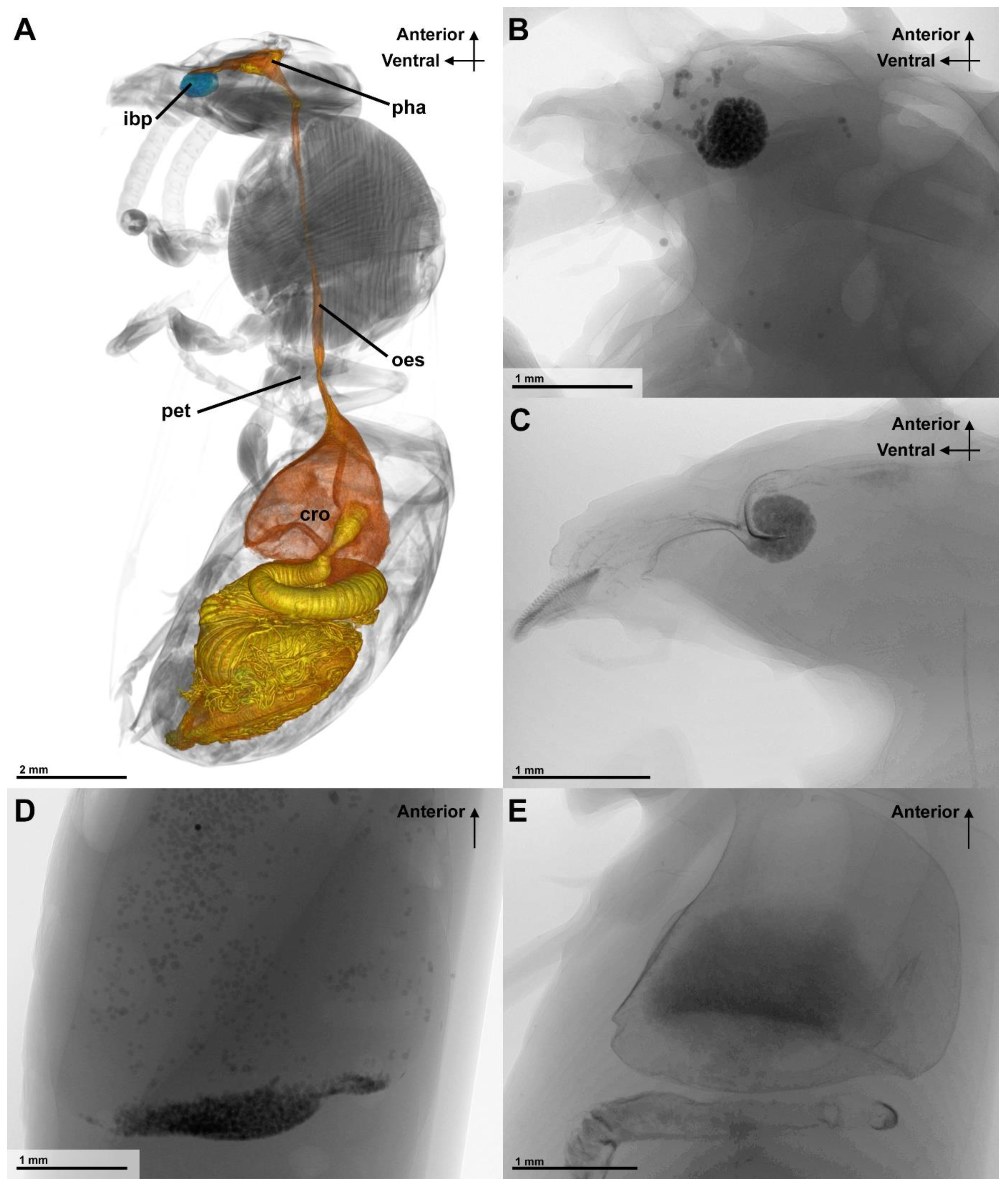 Insects 13 00185 g003