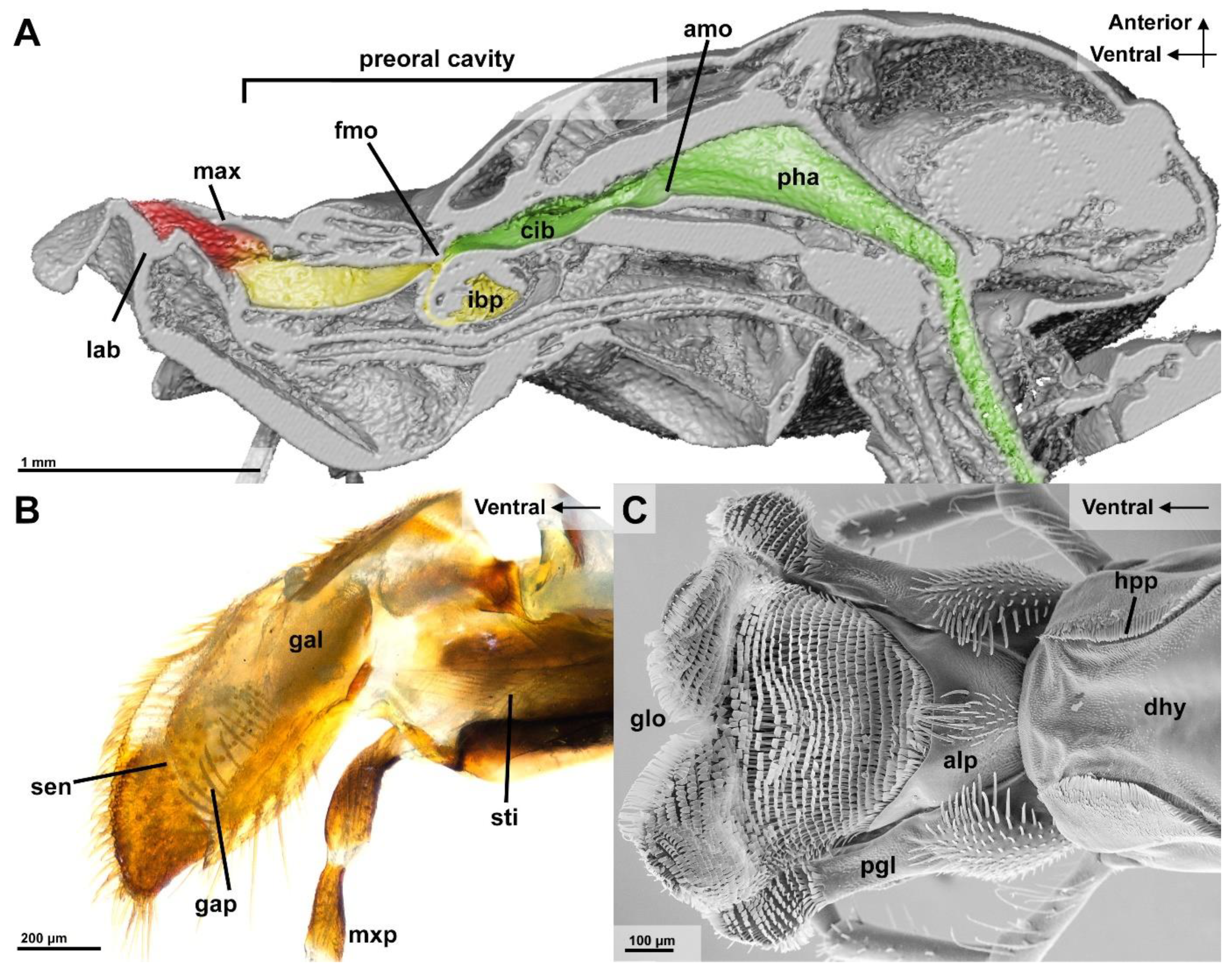 Insects 13 00185 g004