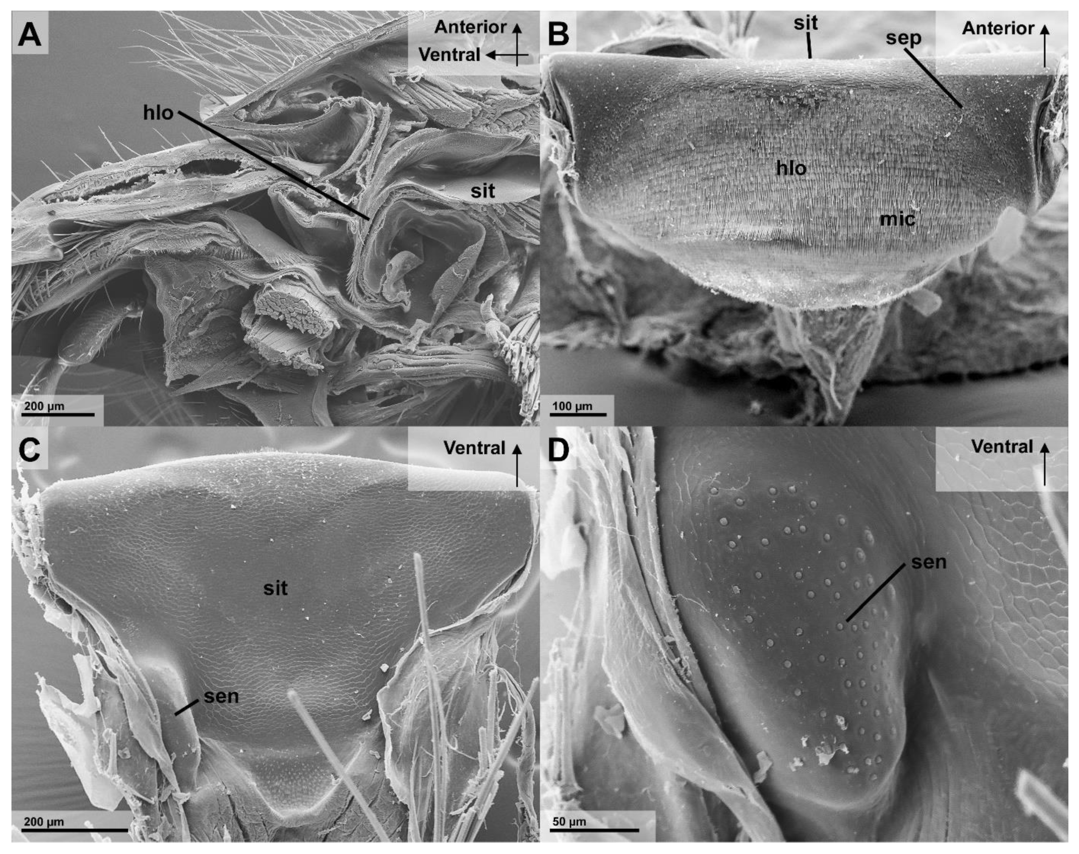 Insects 13 00185 g006