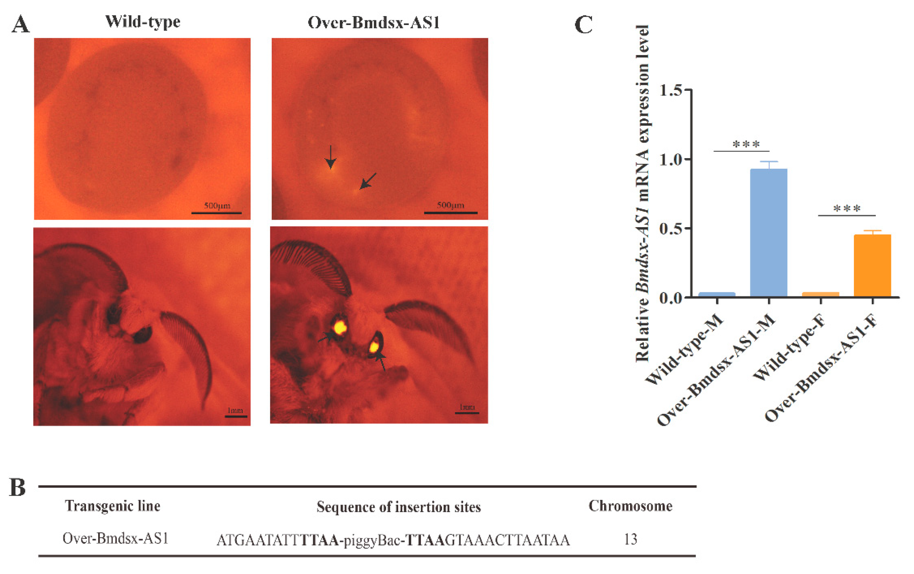 Insects 13 00188 g001