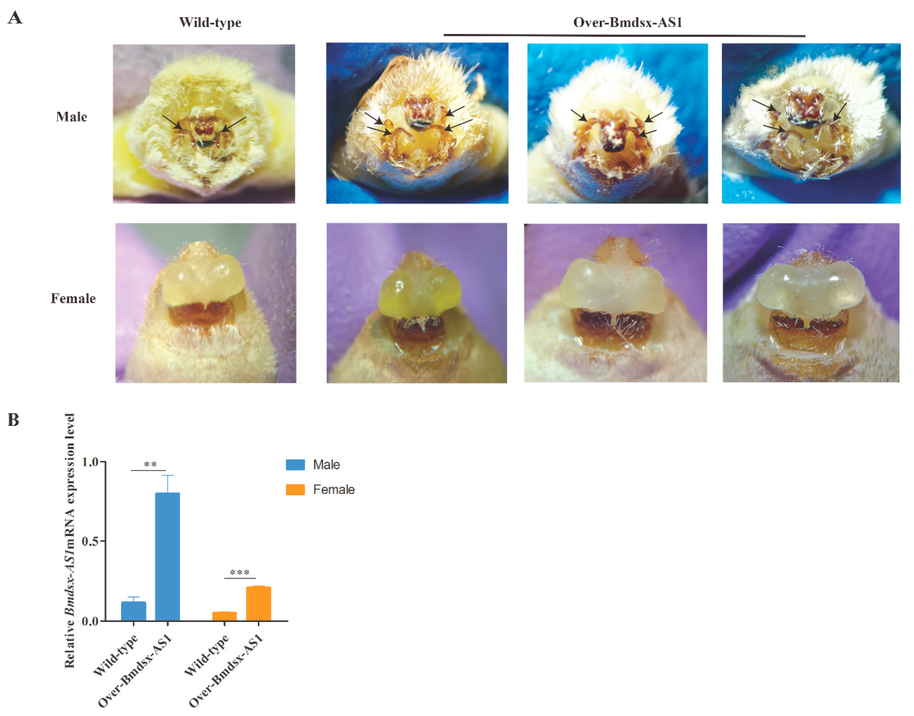 Insects 13 00188 g002