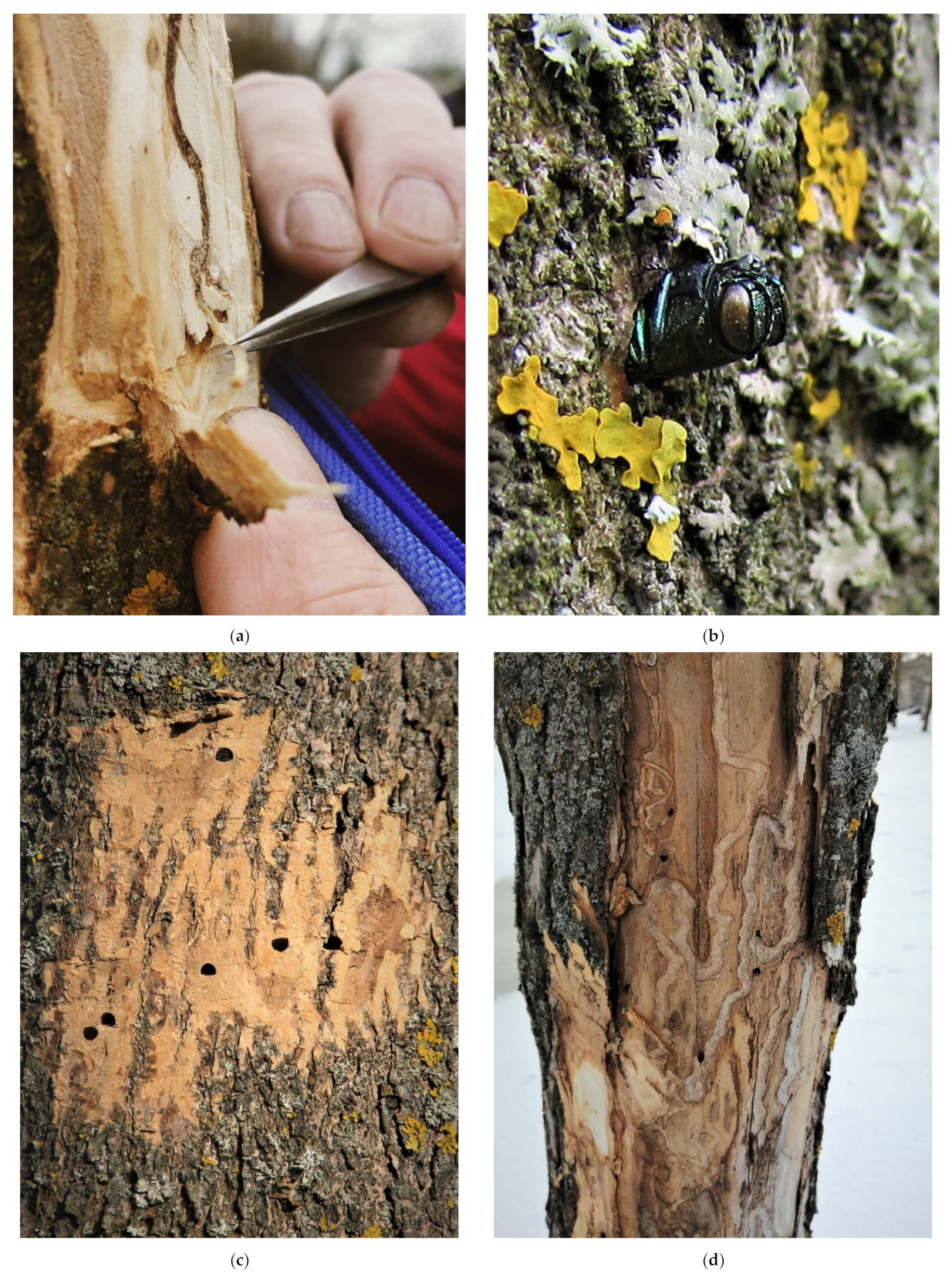 Insects 13 00191 g002