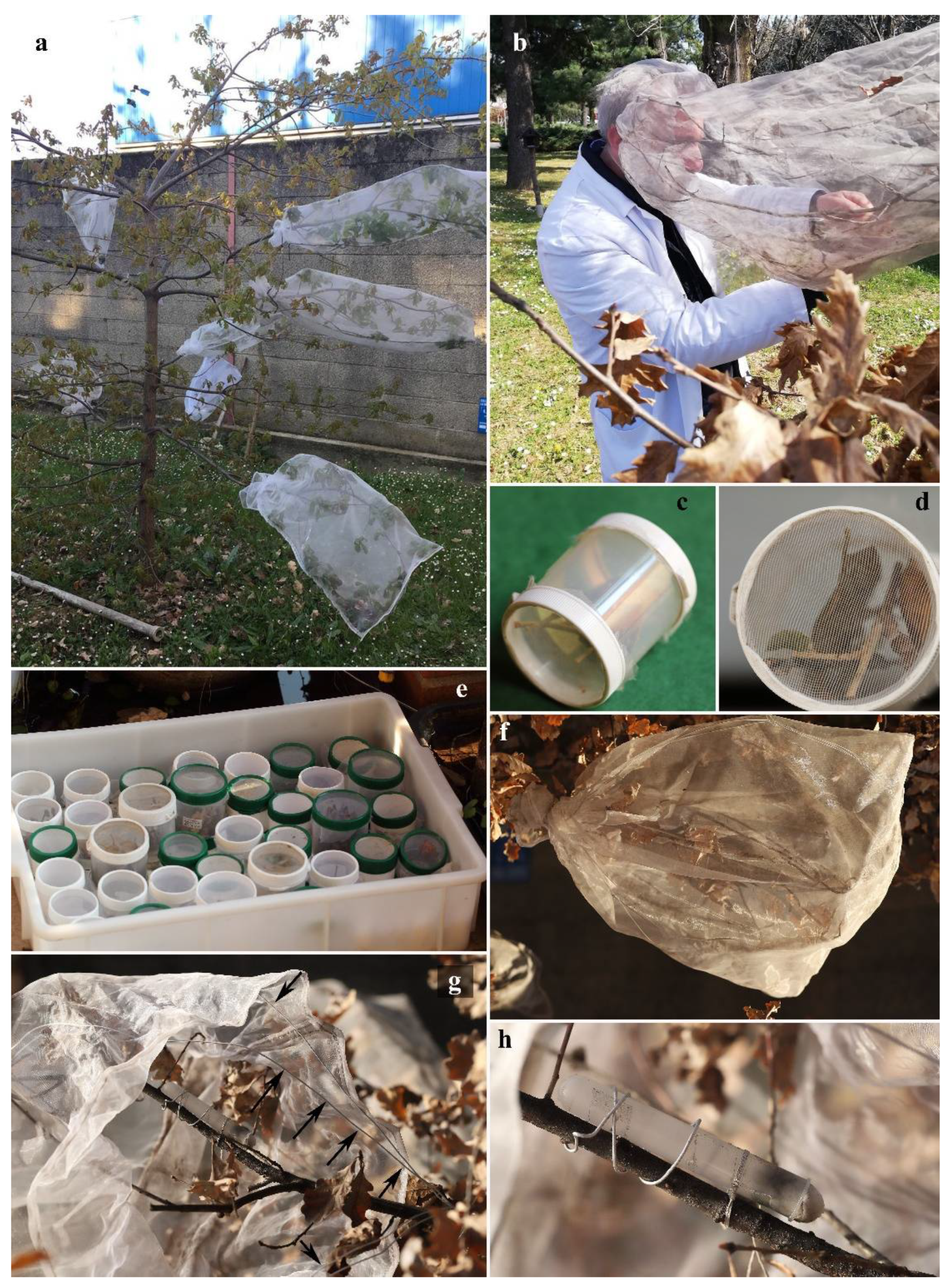 Insects 13 00200 g001