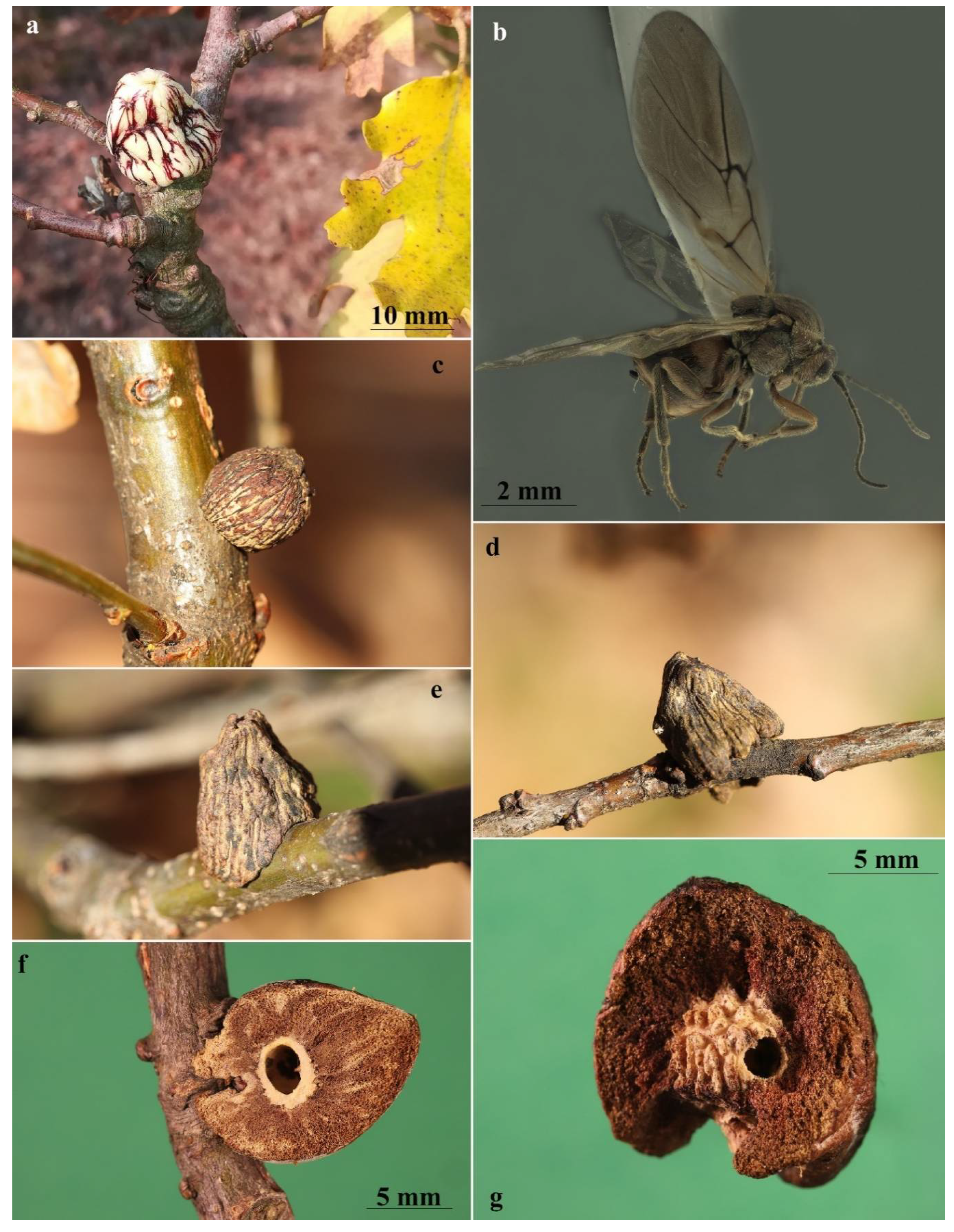 Insects 13 00200 g002