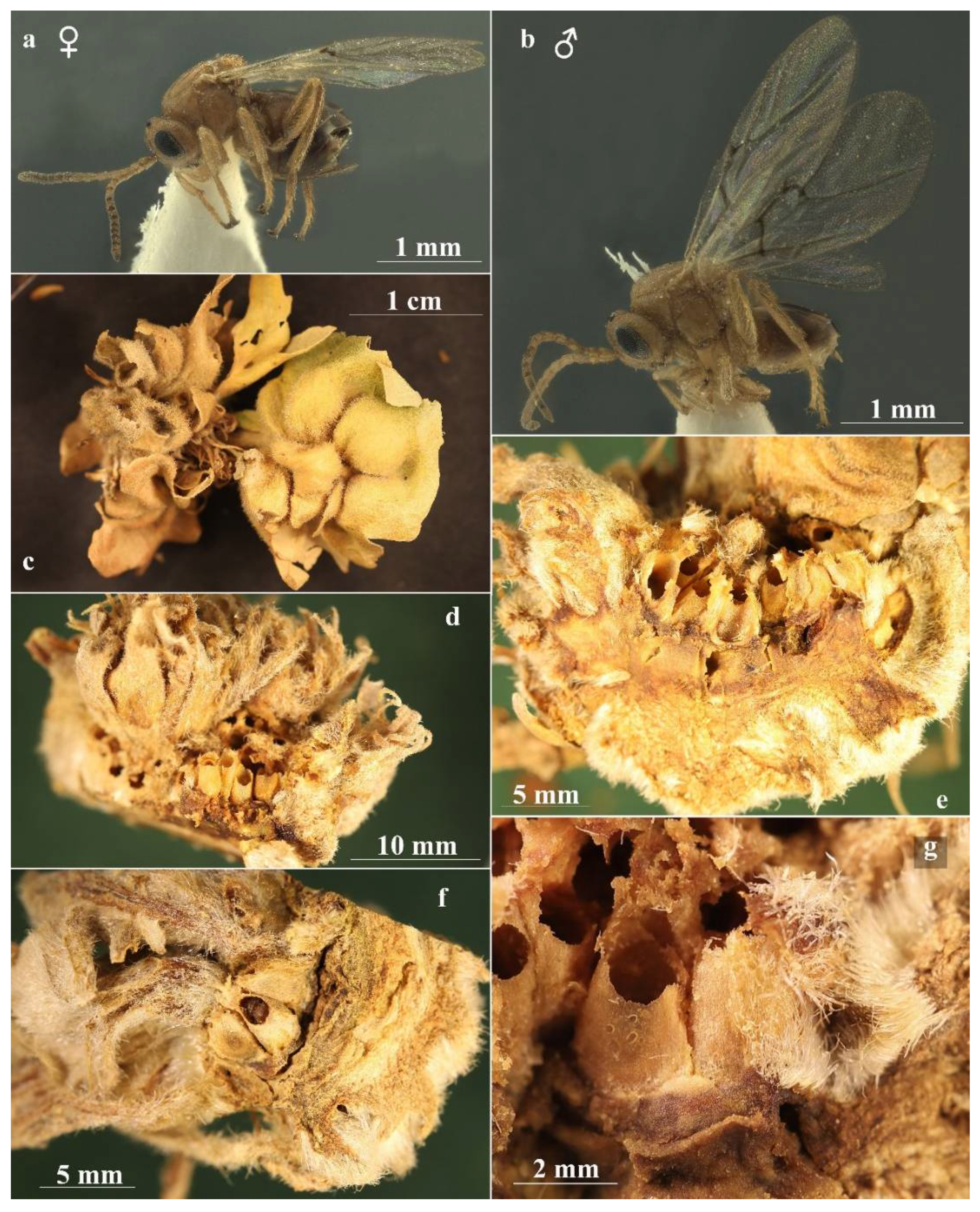 Insects 13 00200 g004