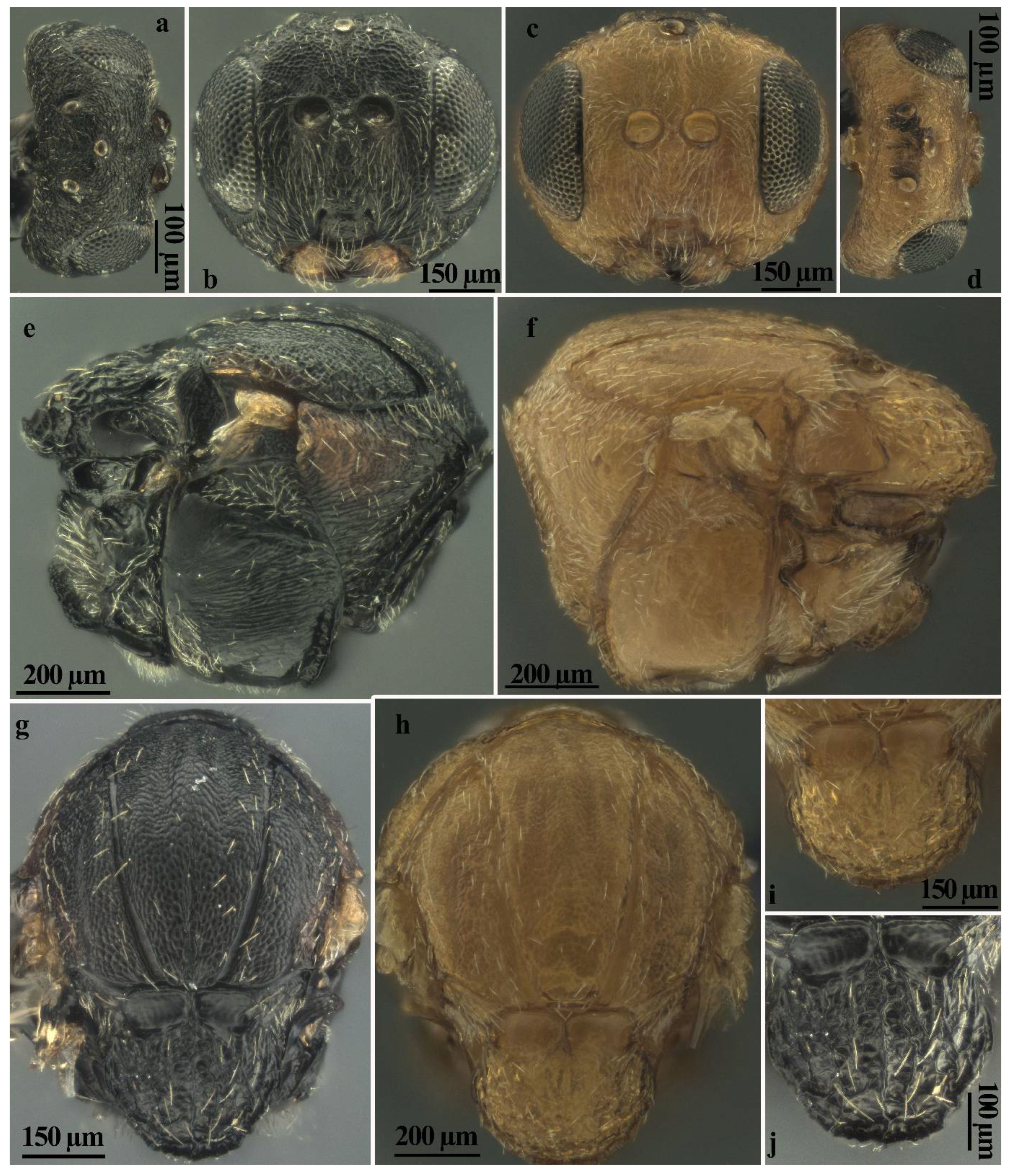 Insects 13 00200 g006