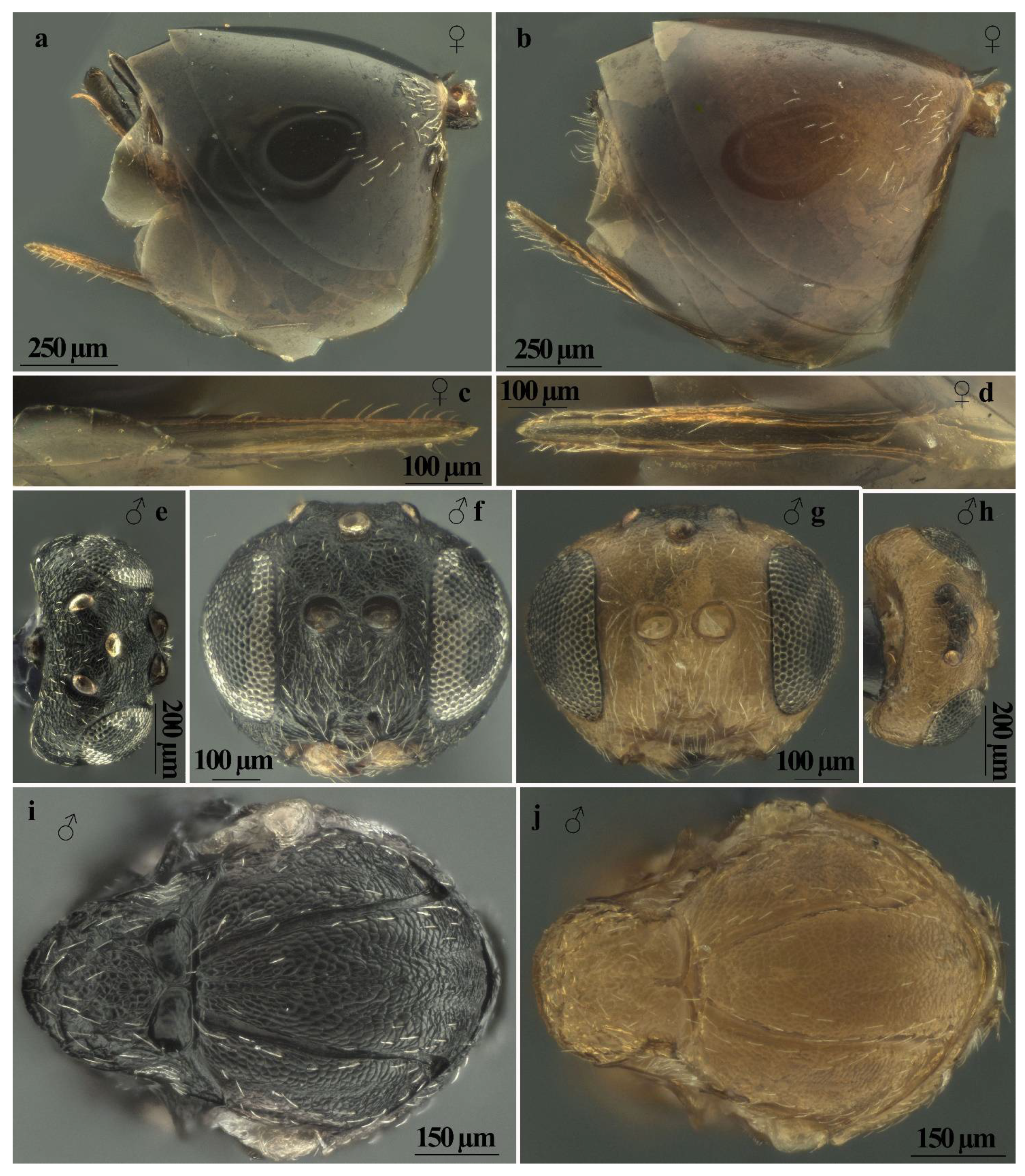 Insects 13 00200 g007