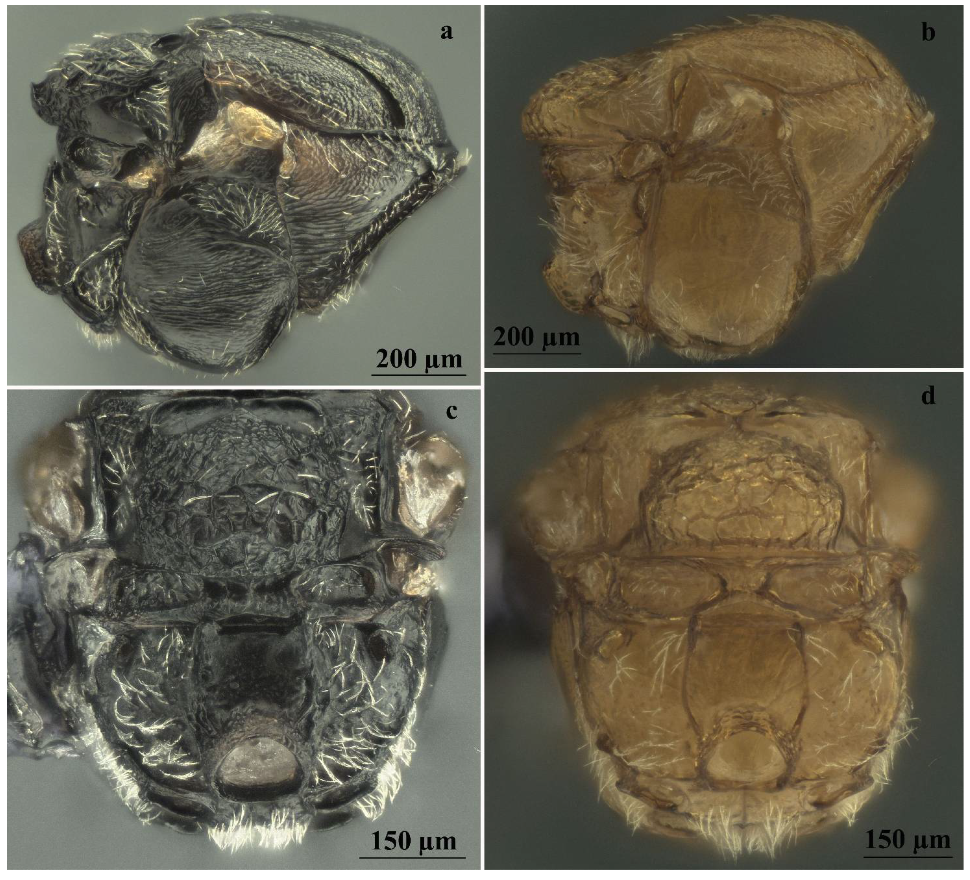 Insects 13 00200 g008