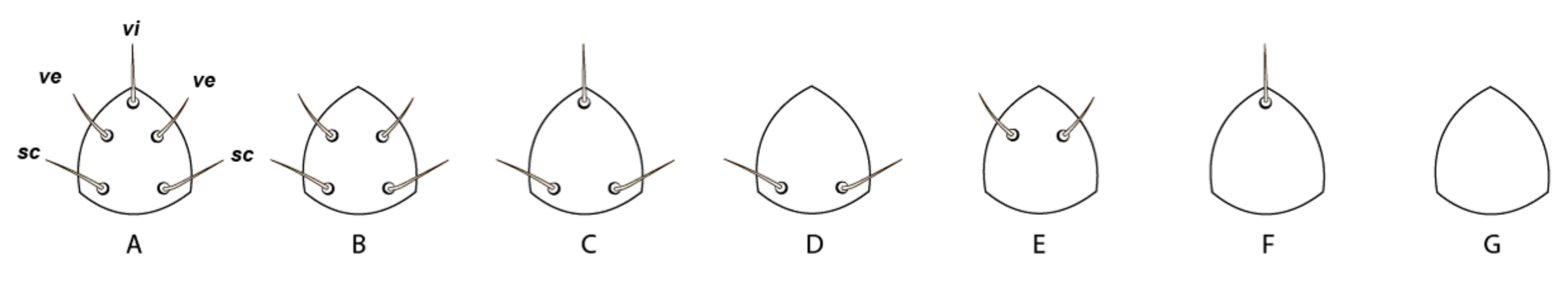 Insects 13 00201 g001