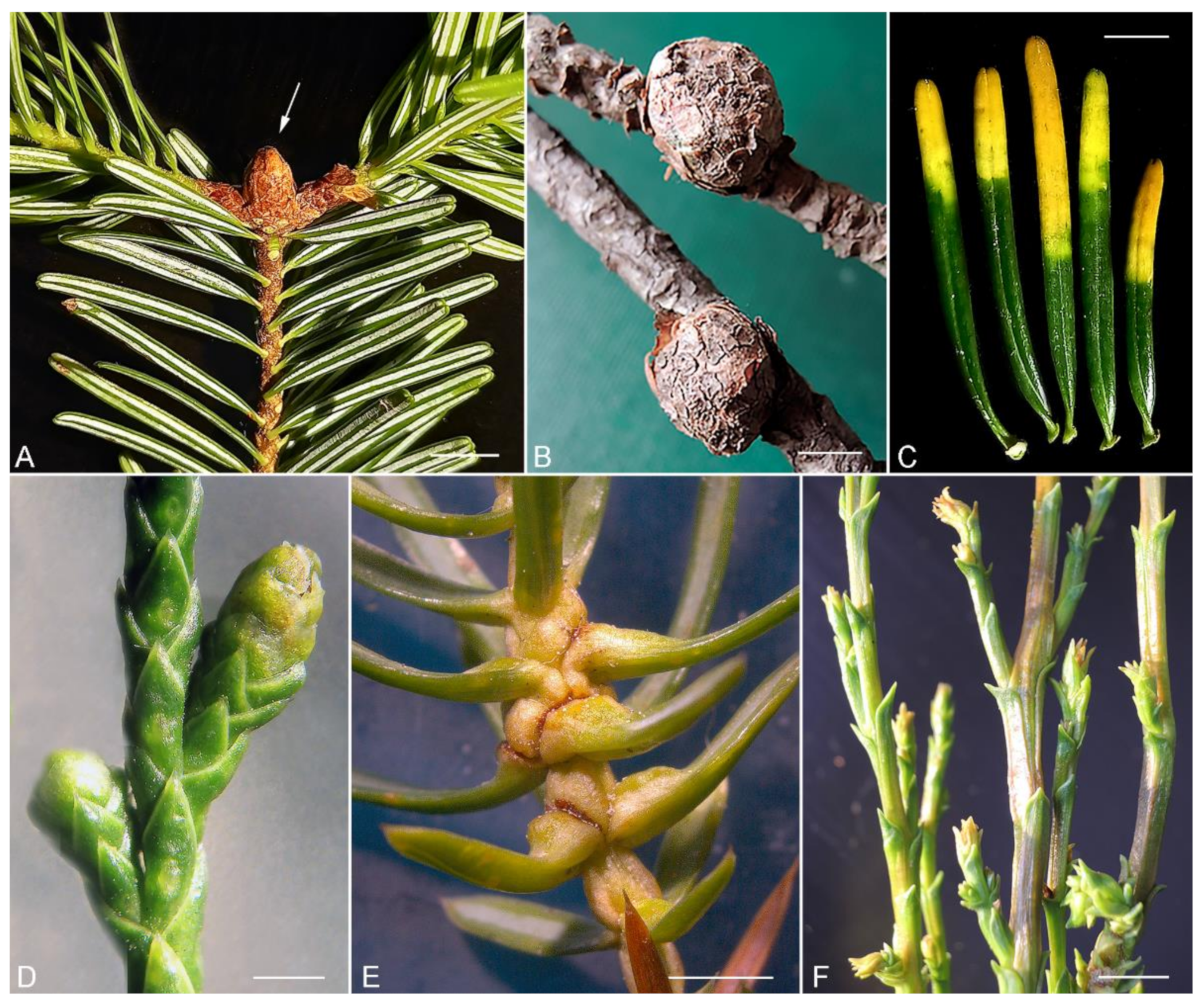 Insects 13 00201 g002