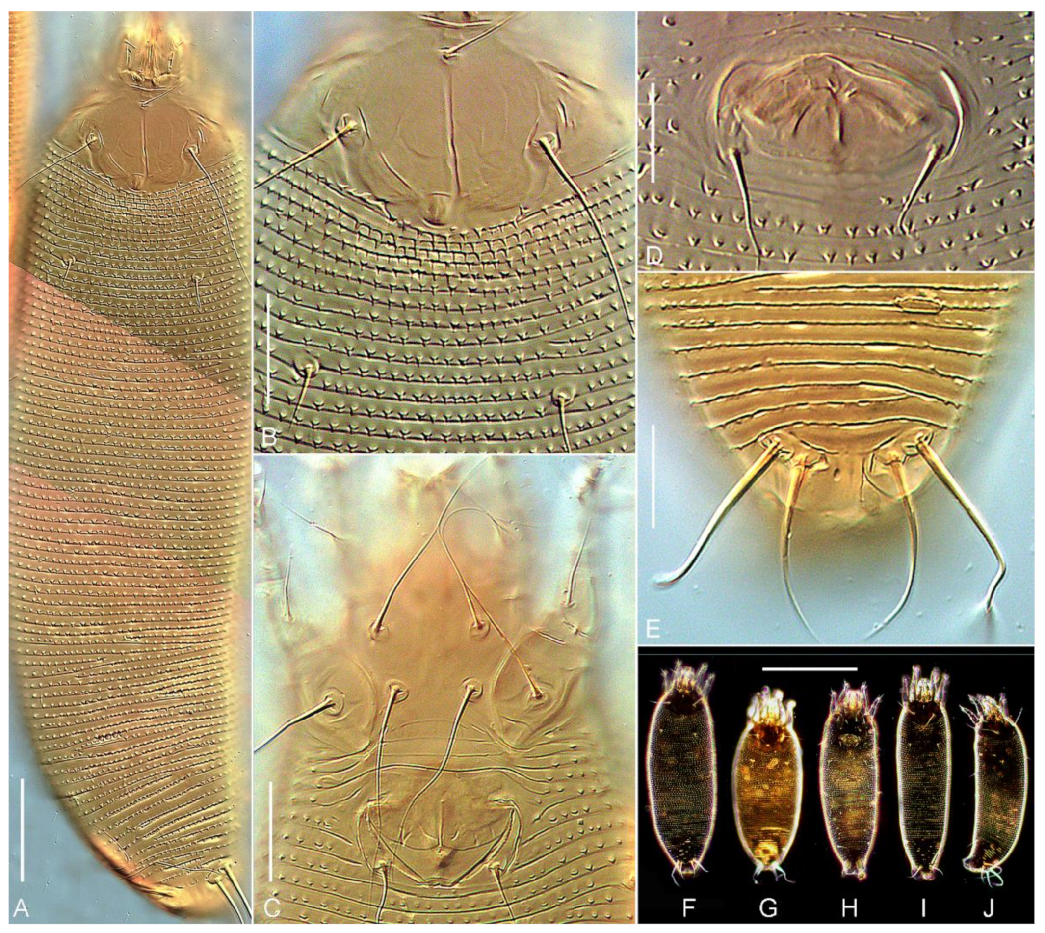 Insects 13 00201 g005