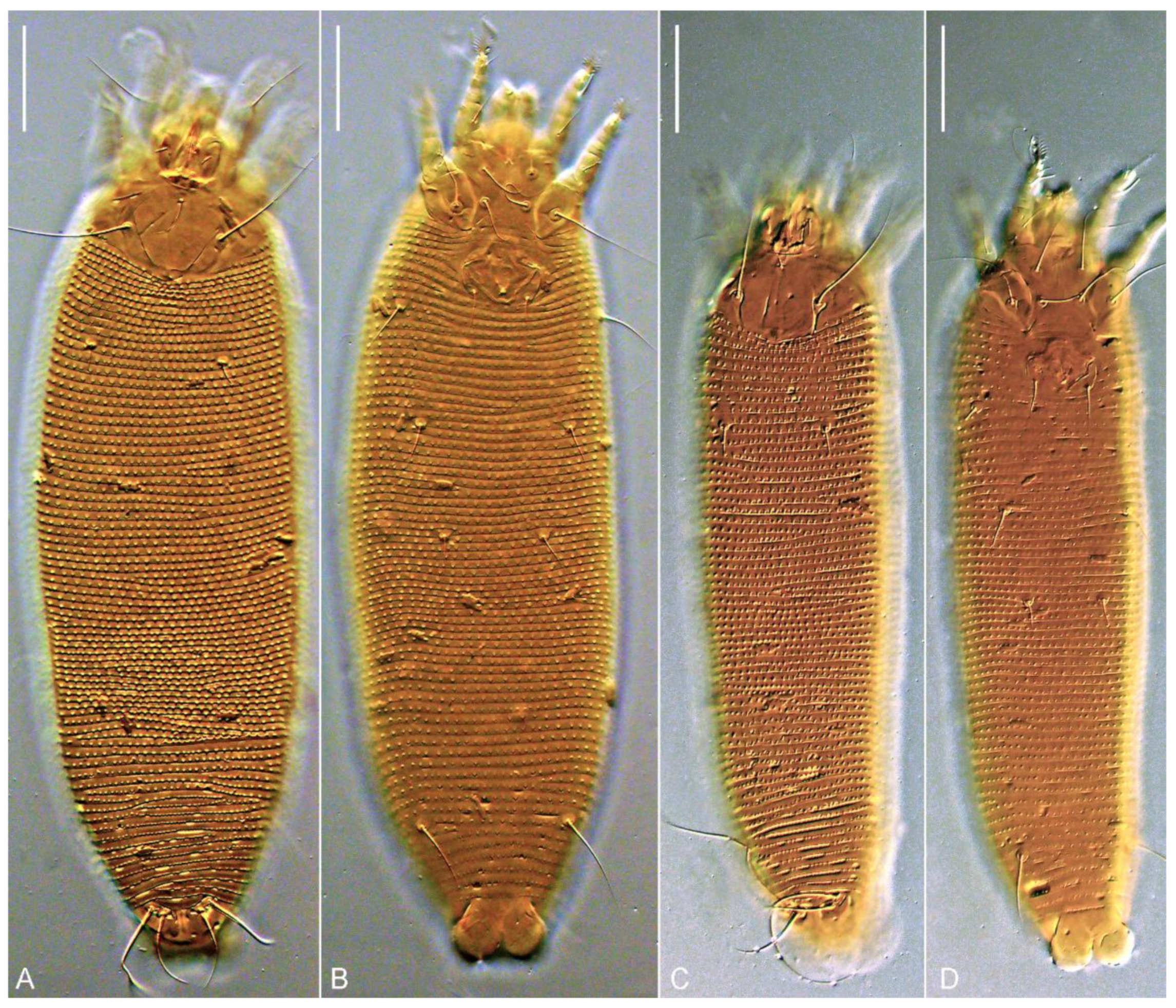 Insects 13 00201 g006