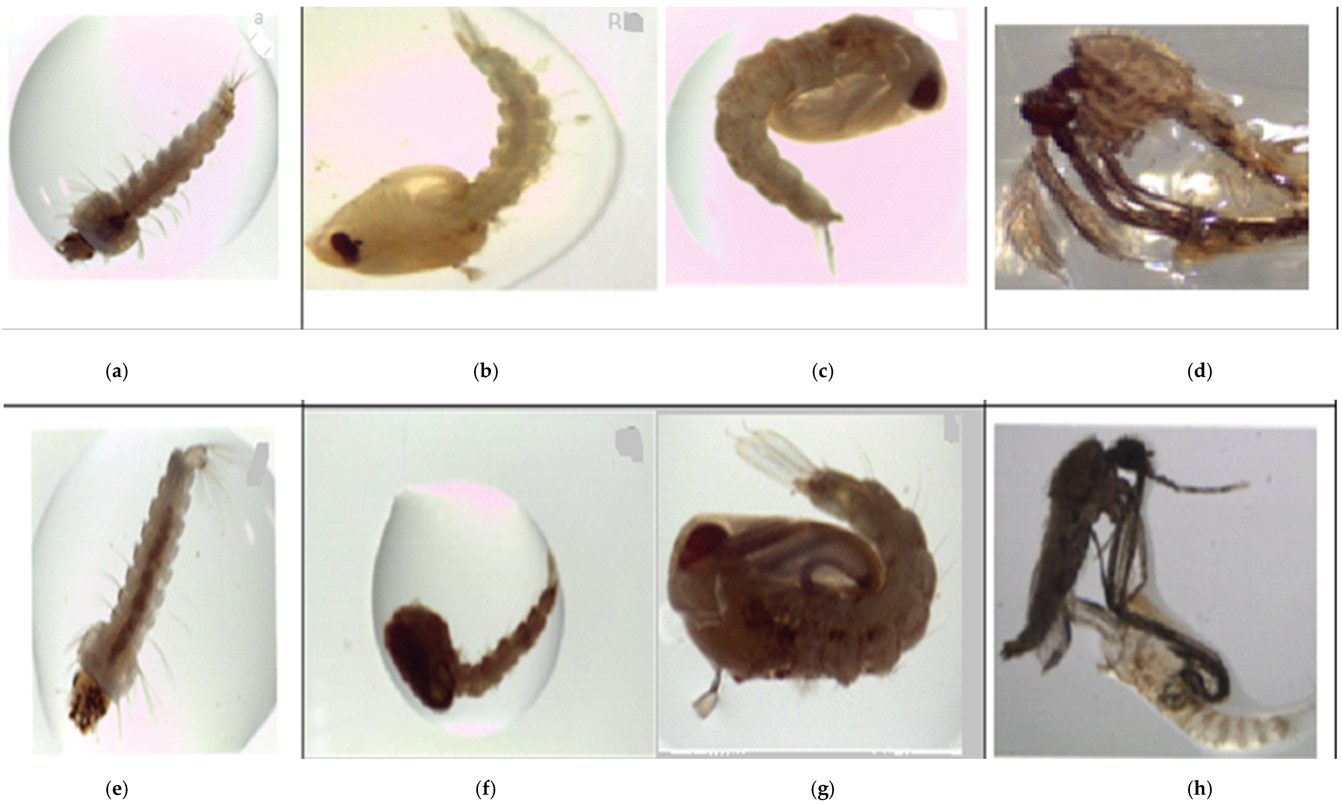 Insects 13 00203 g001