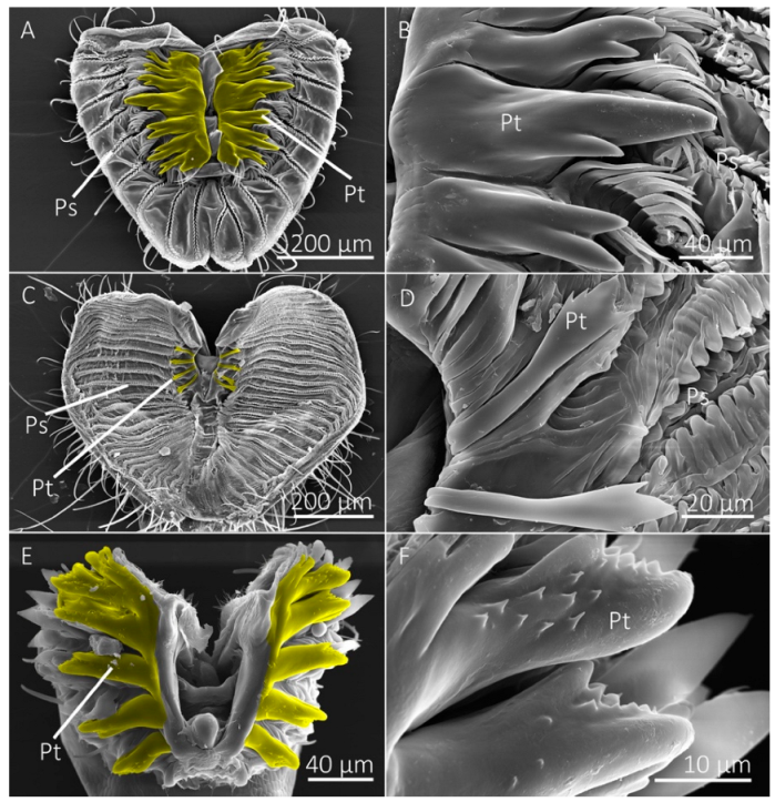 Insects 13 00207 g004