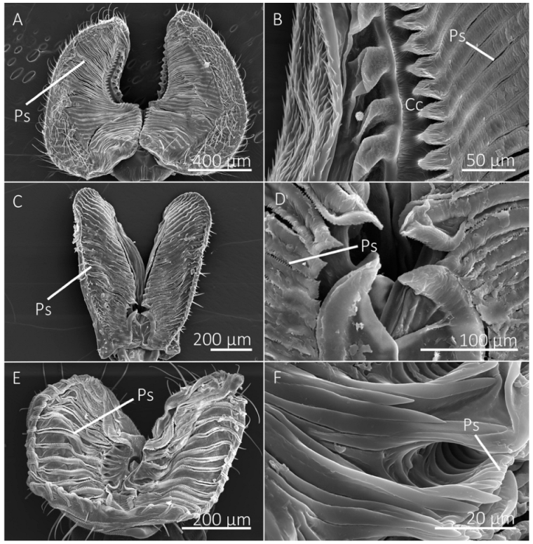 Insects 13 00207 g005
