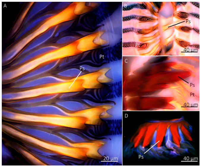 Insects 13 00207 g008