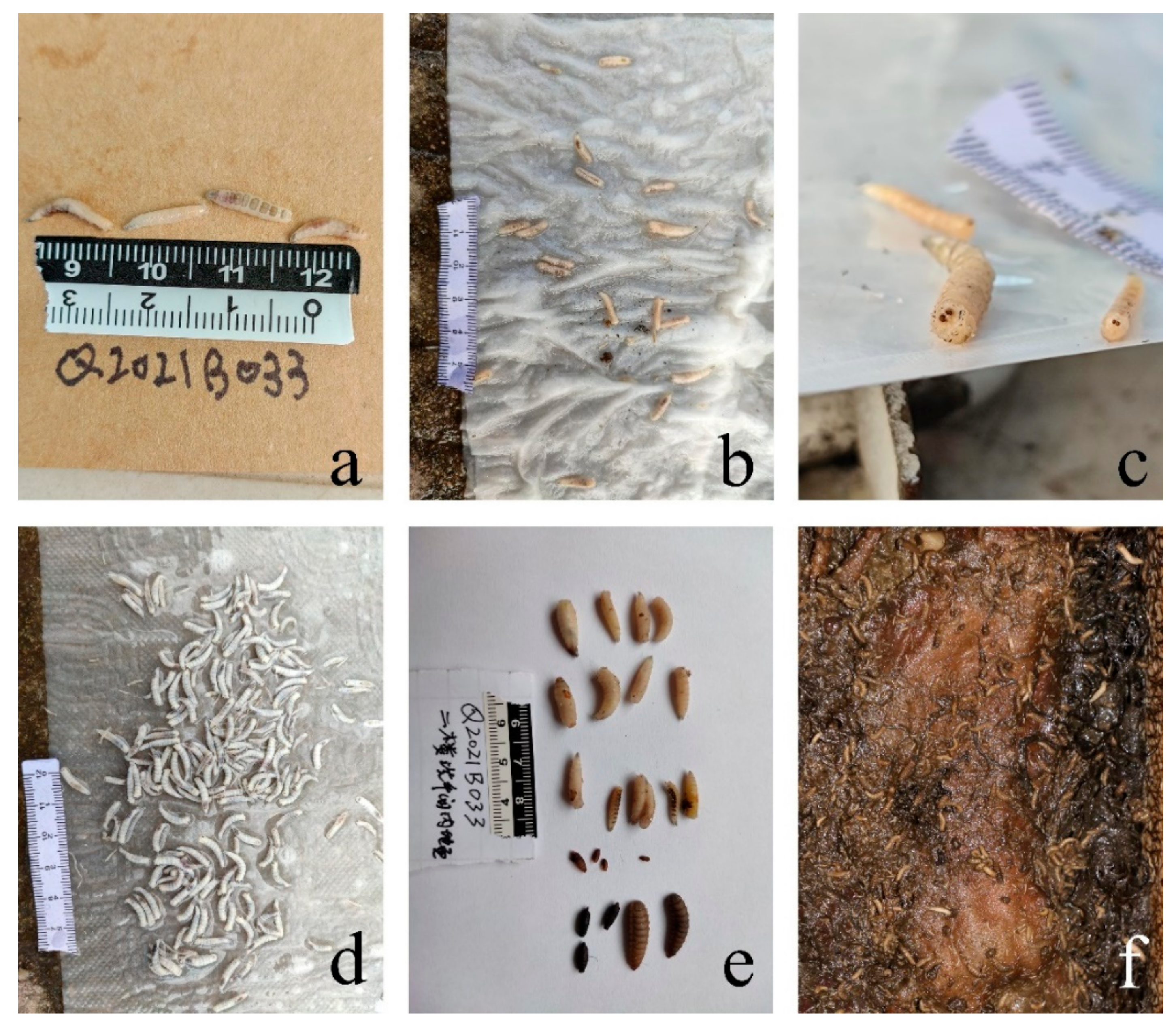 Insects 13 00215 g002