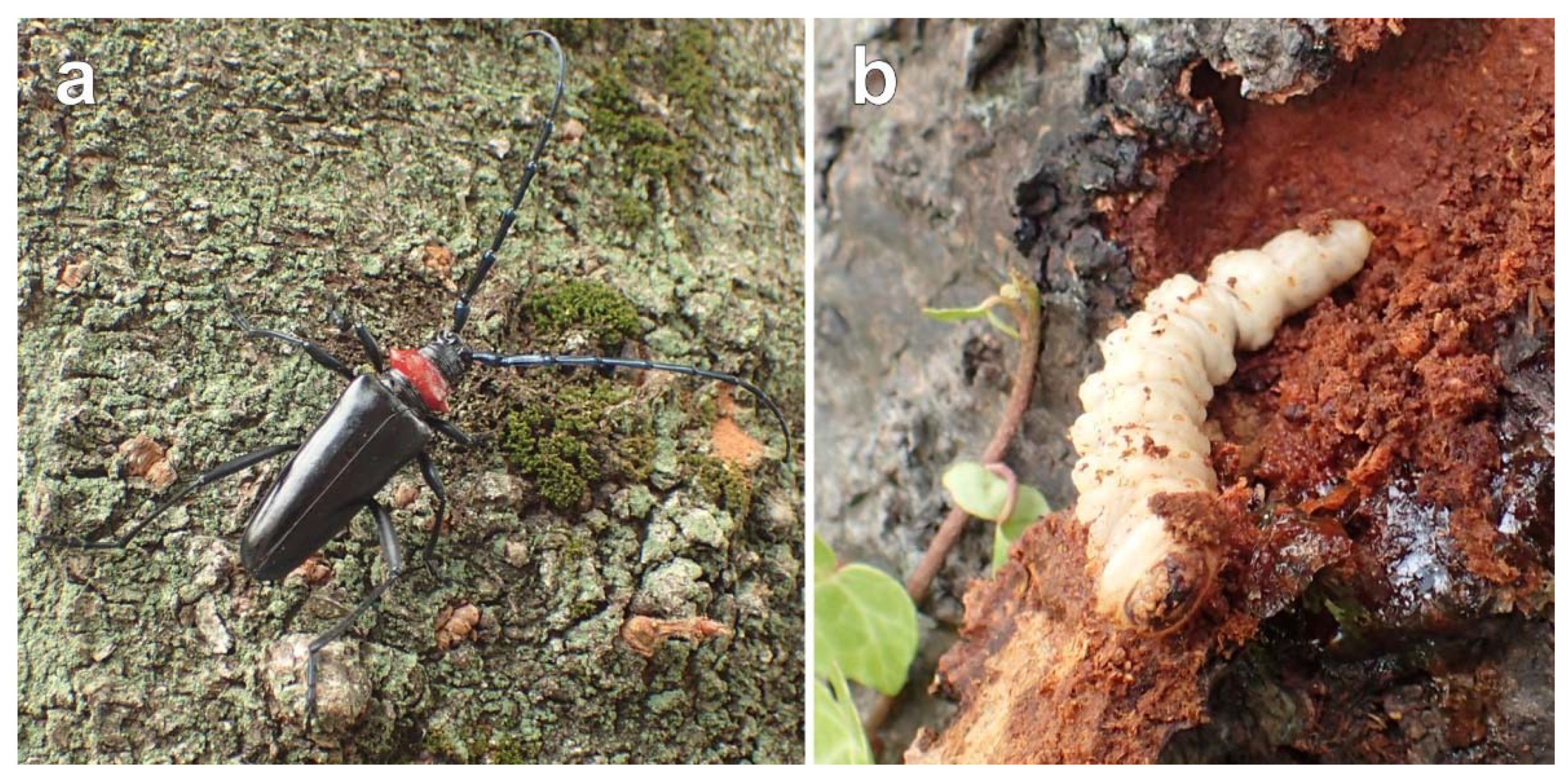 Insects 13 00217 g002