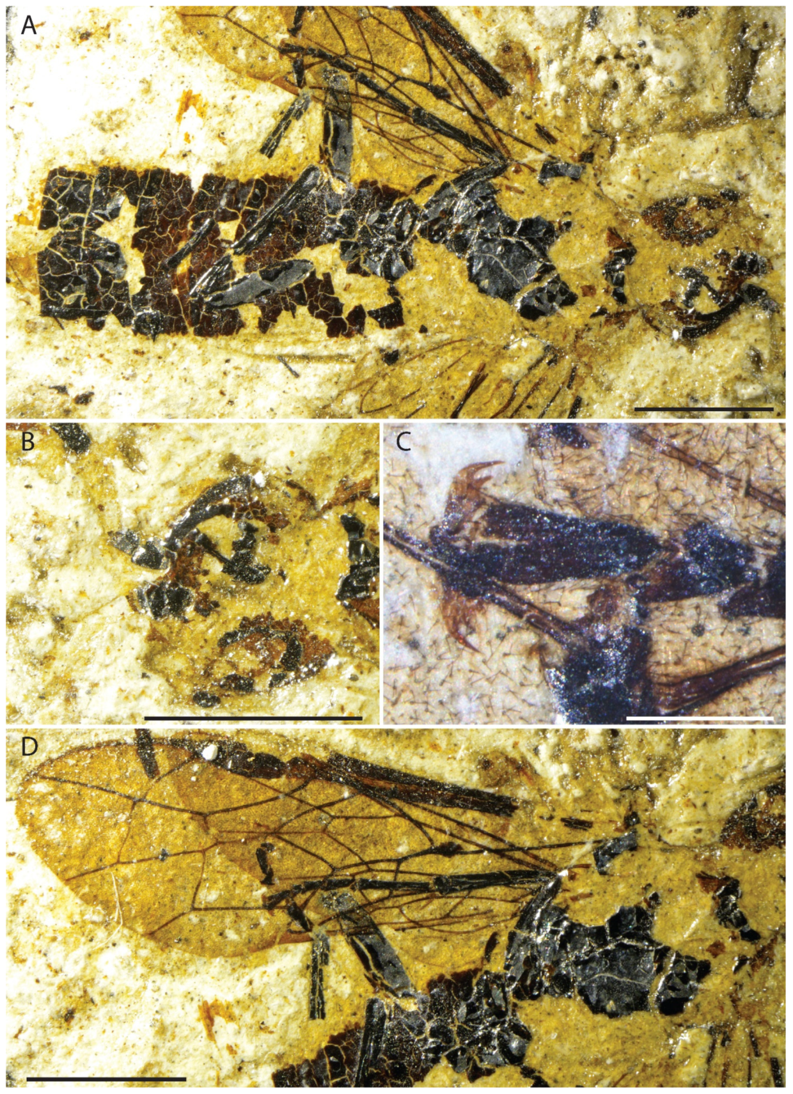 Insects 13 00218 g002