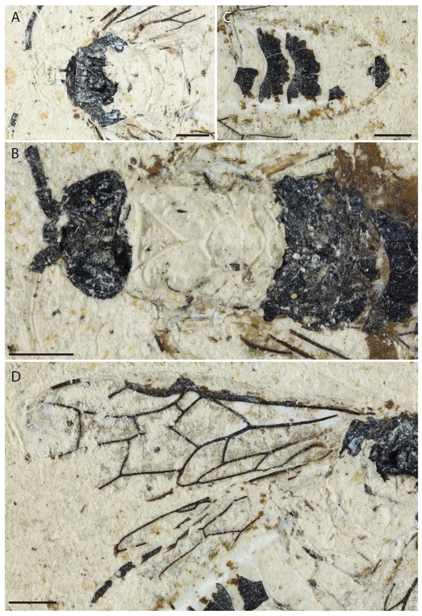 Insects 13 00218 g005